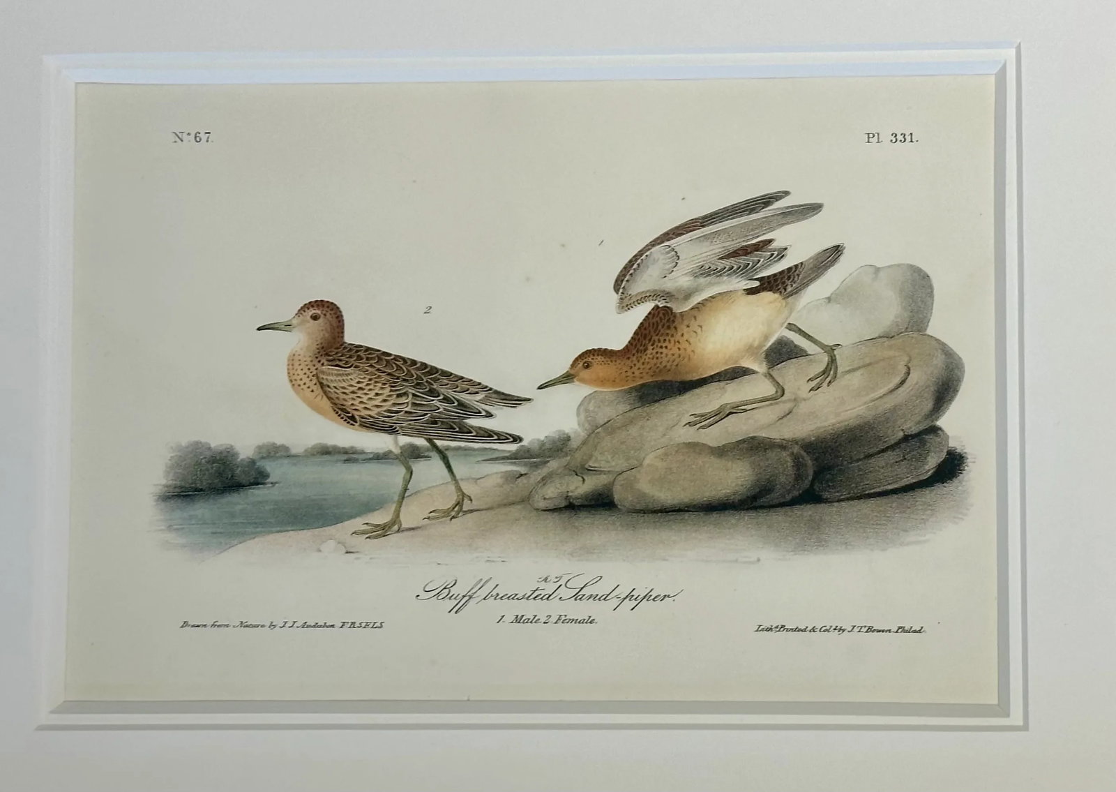 1840's Audubon Buff-Breasted & Purple Sandpipers, Framed Set of 2 - 4