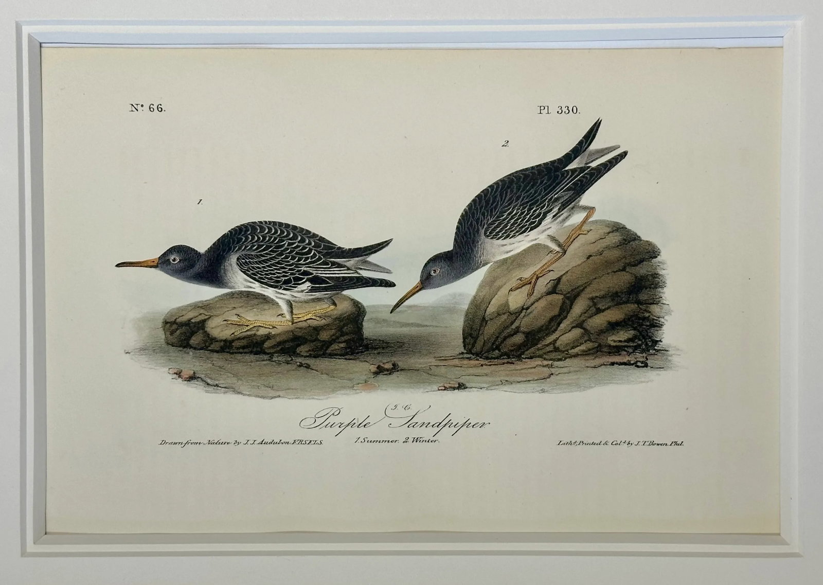 1840's Audubon Buff-Breasted & Purple Sandpipers, Framed Set of 2 - 5