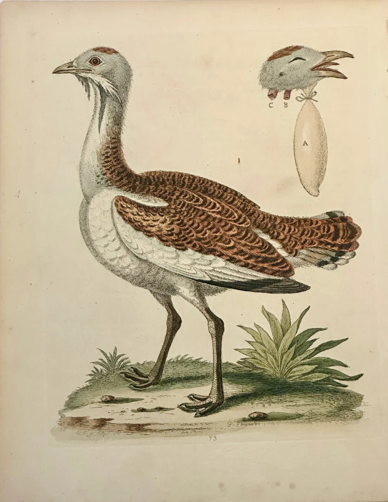 Great Bustard by George Edwards, 1740: Original Copper Plate Engraving from A Natural History of Uncommon Birds by George Edwards, 1740. Edwards etched his plates and the result is a work of superb skill and breathtaking color that