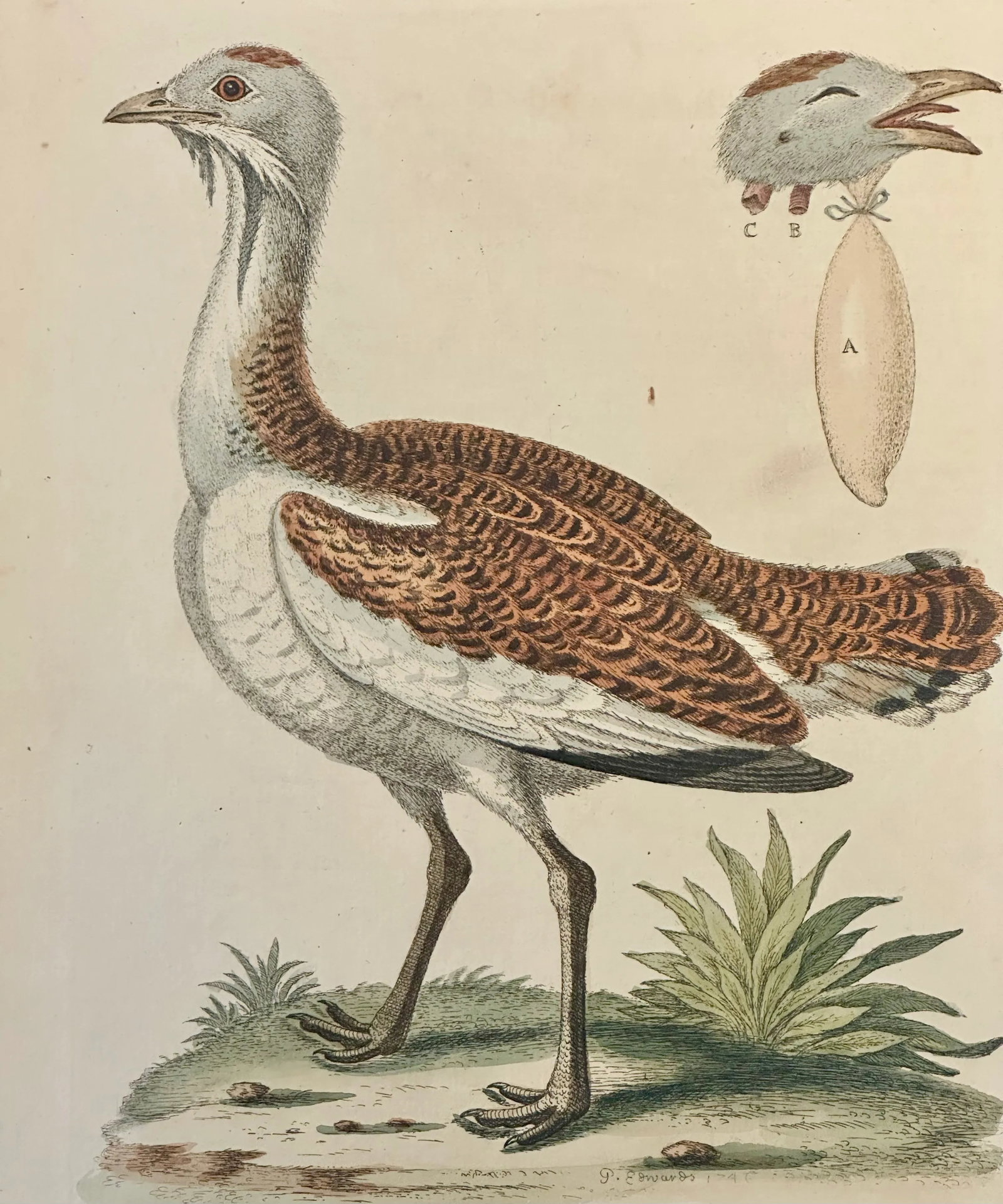 Great Bustard by George Edwards, 1740 - 2