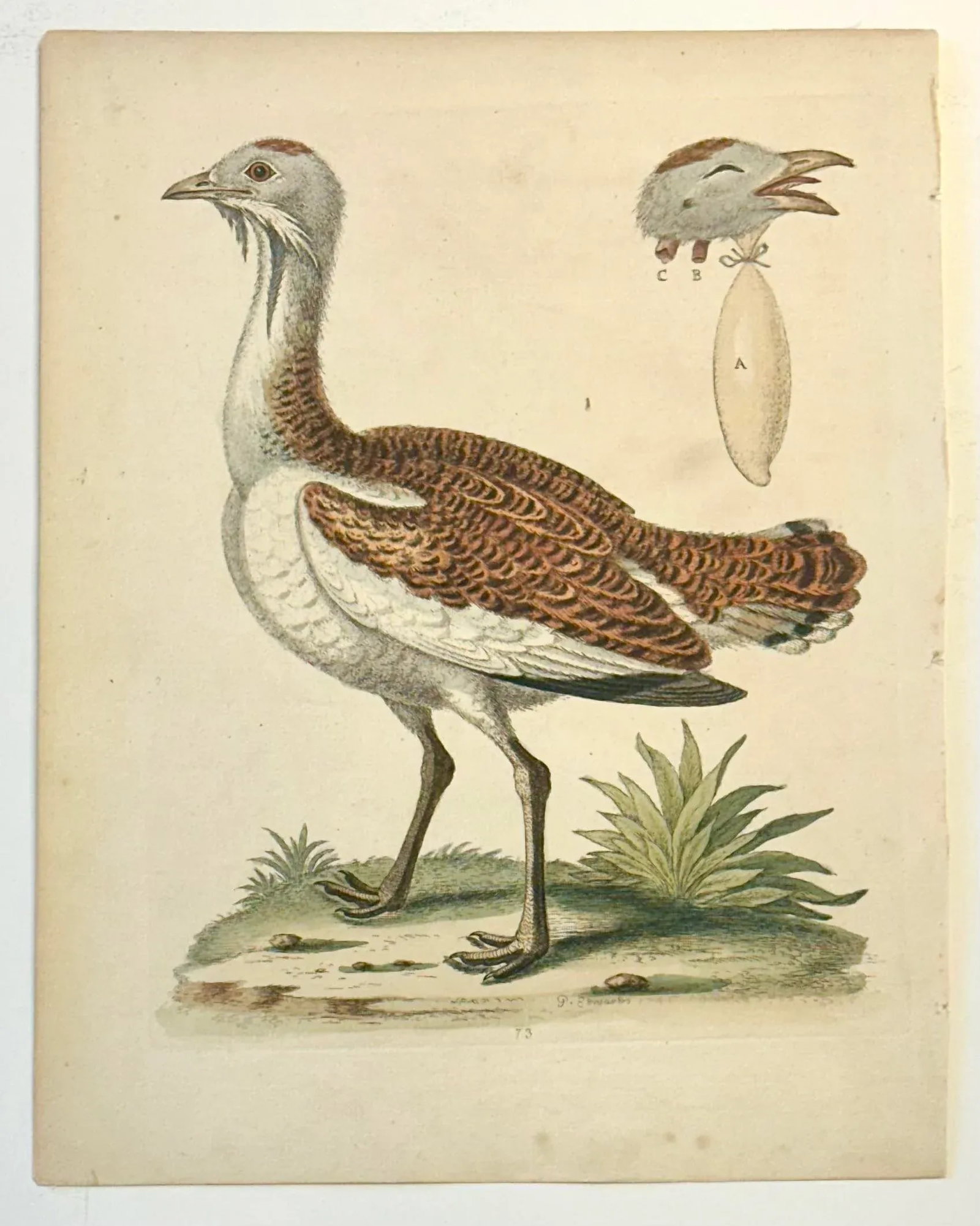 Great Bustard by George Edwards, 1740 - 3