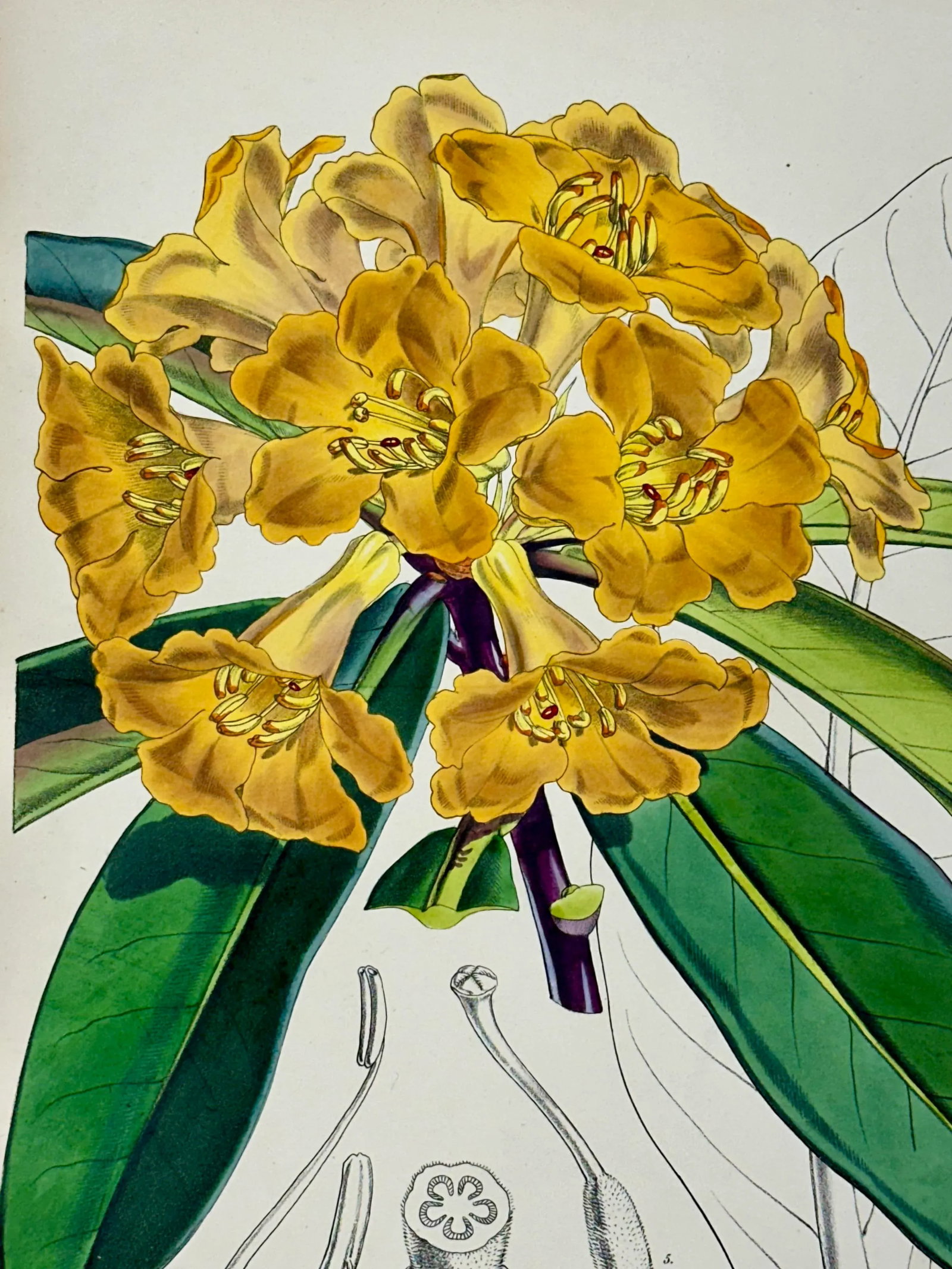 Yellow Rhododendron Original Botanical Print by Curtis, 1856 - 2