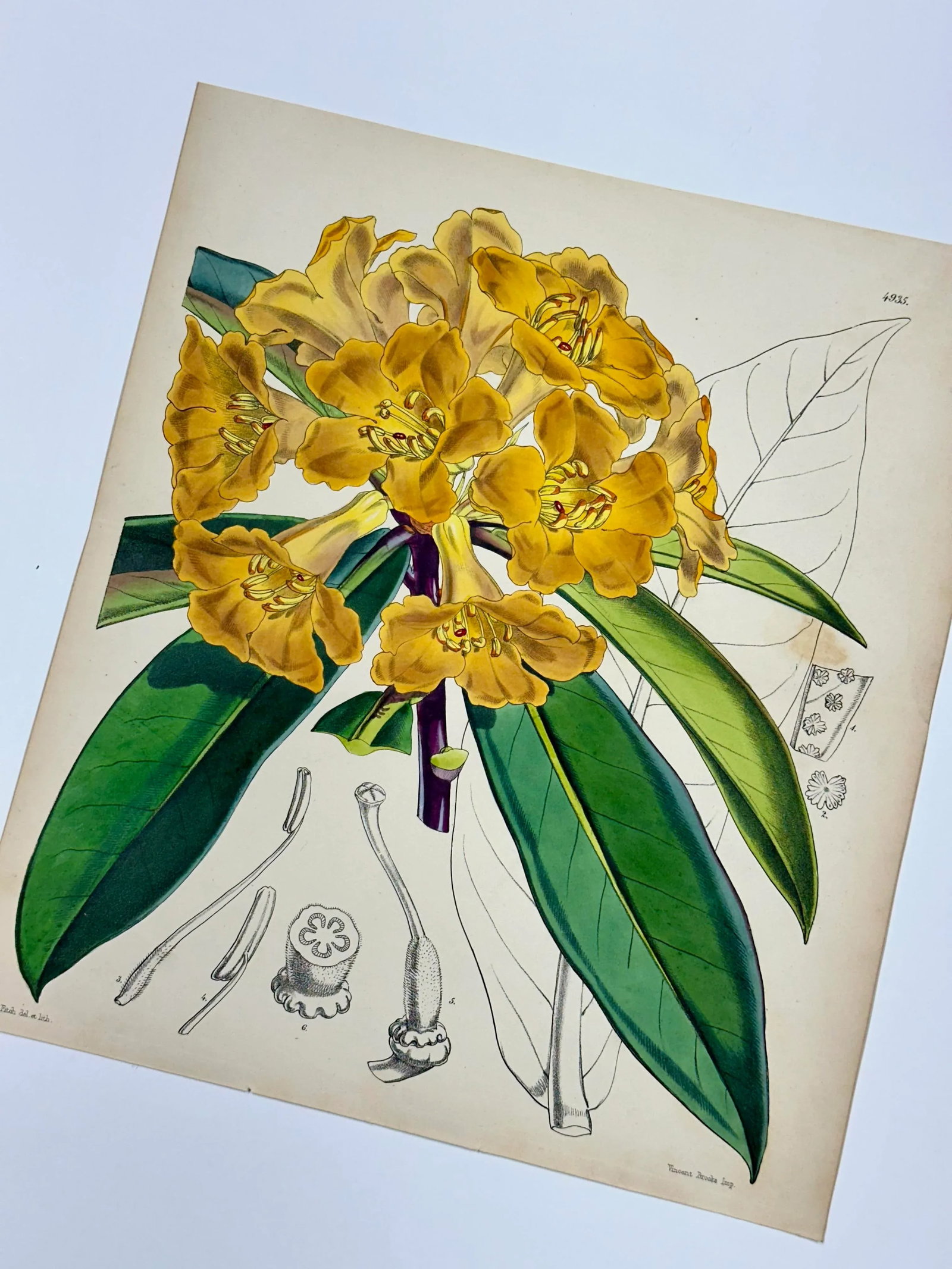 Yellow Rhododendron Original Botanical Print by Curtis, 1856 - 3