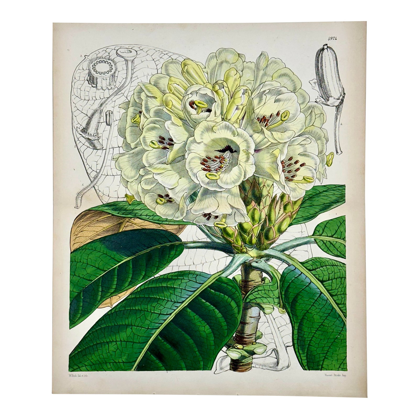 Rhododendron Print by William Curtis, 1856 (1 of 3)