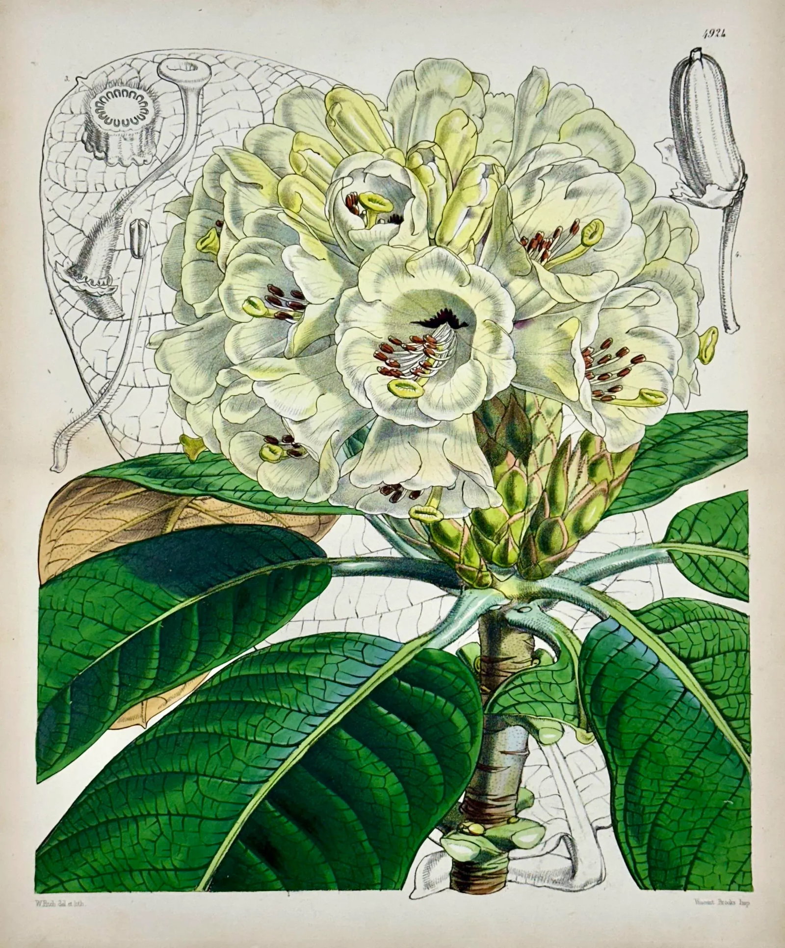 Rhododendron Print by William Curtis, 1856 - 2