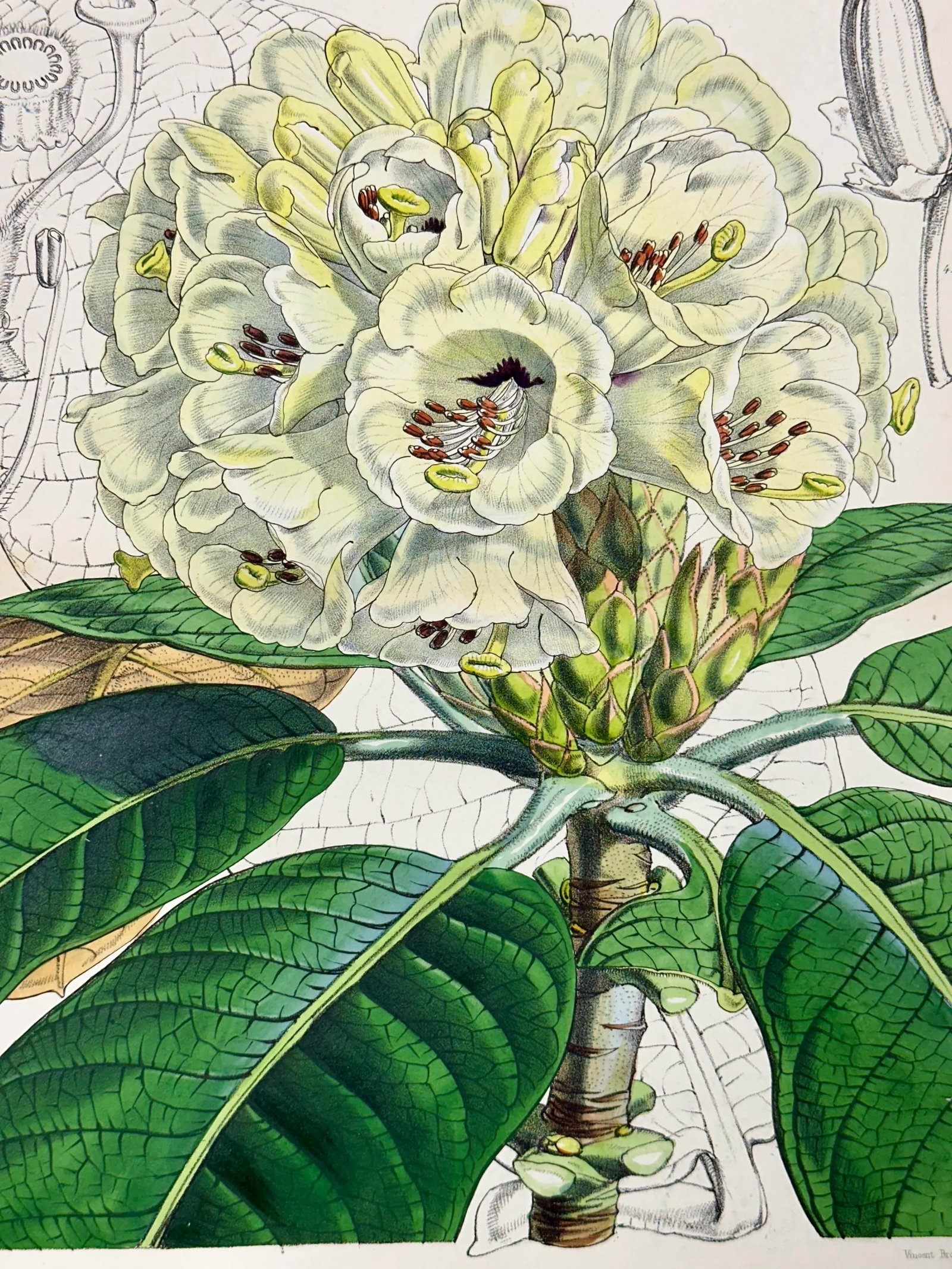 Rhododendron Print by William Curtis, 1856 - 3