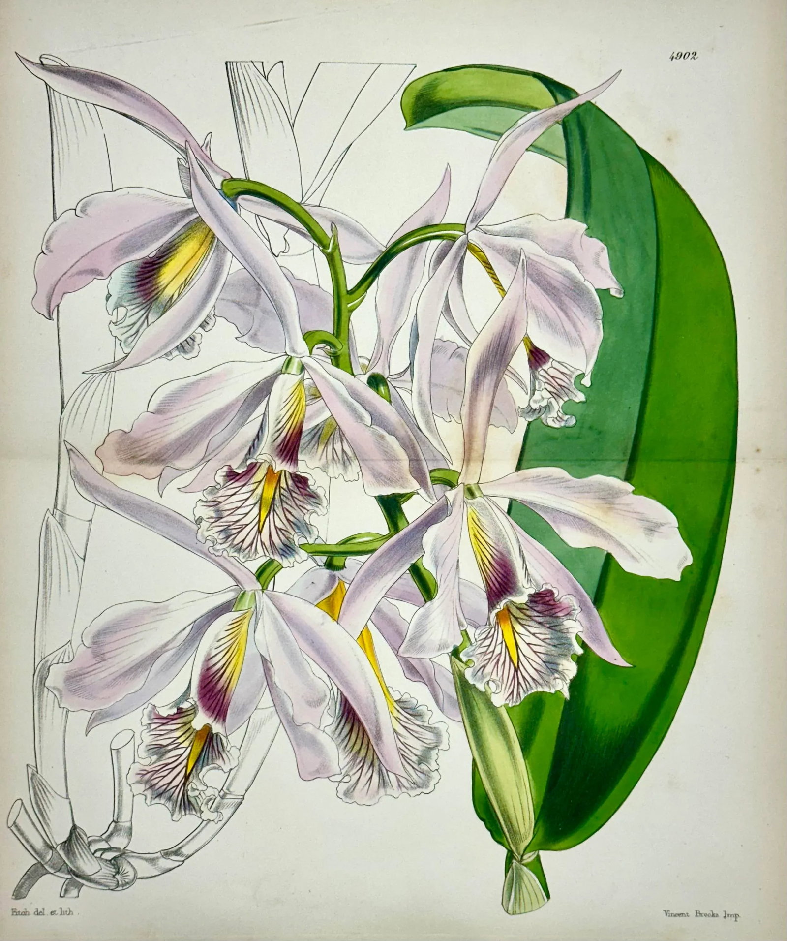 Cattleya Orchid Print by Curtis, 1856 - 2