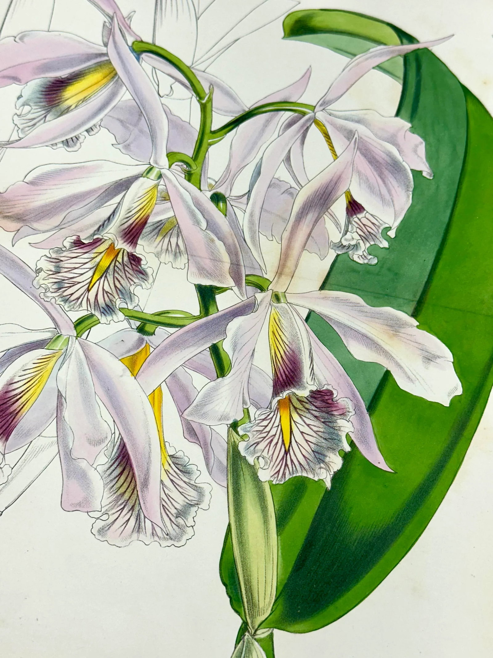 Cattleya Orchid Print by Curtis, 1856 - 3