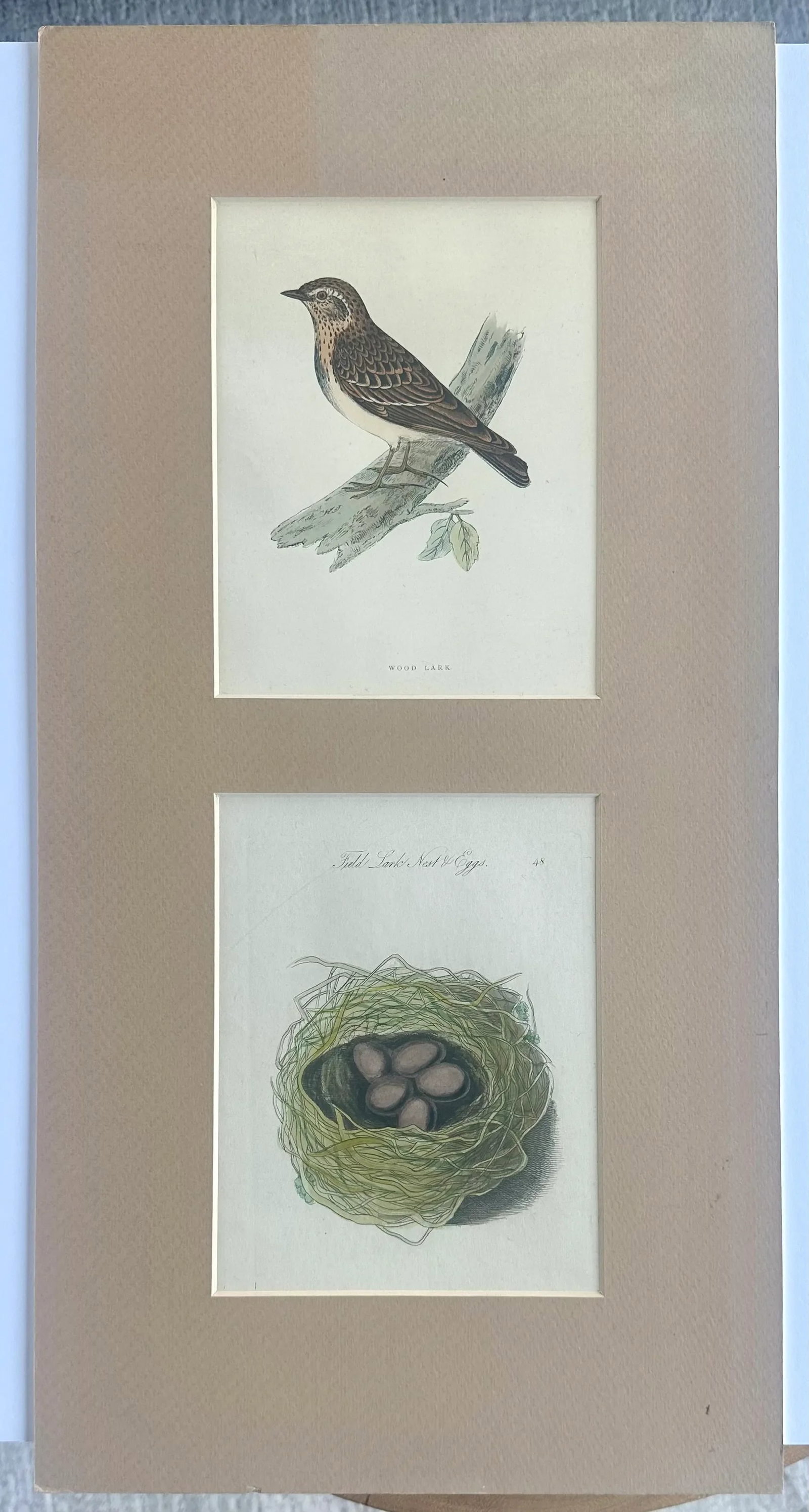 Lark Sparrow Nest & Egg, Original Engraving, C. 1880 - 2