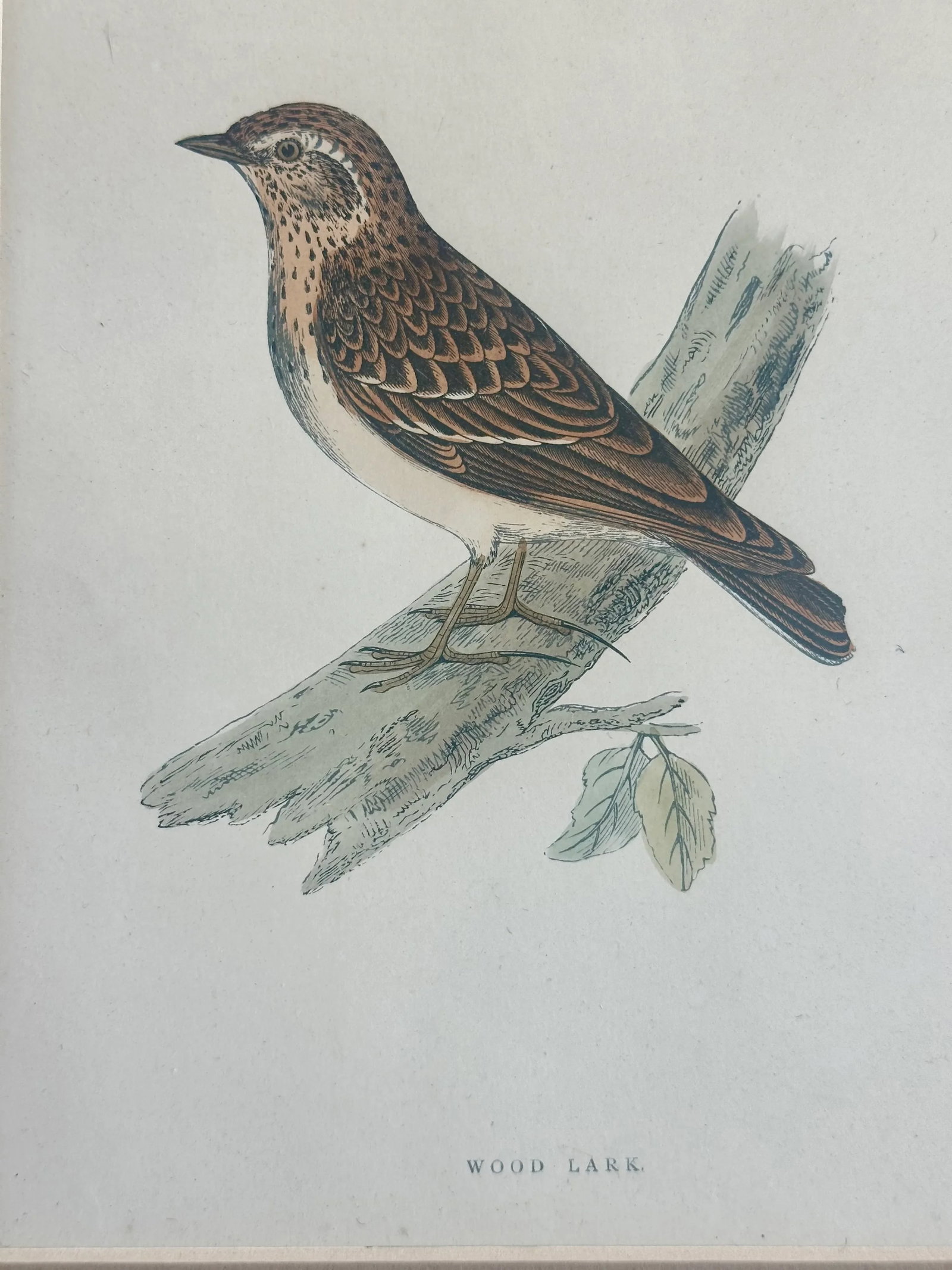 Lark Sparrow Nest & Egg, Original Engraving, C. 1880 - 3