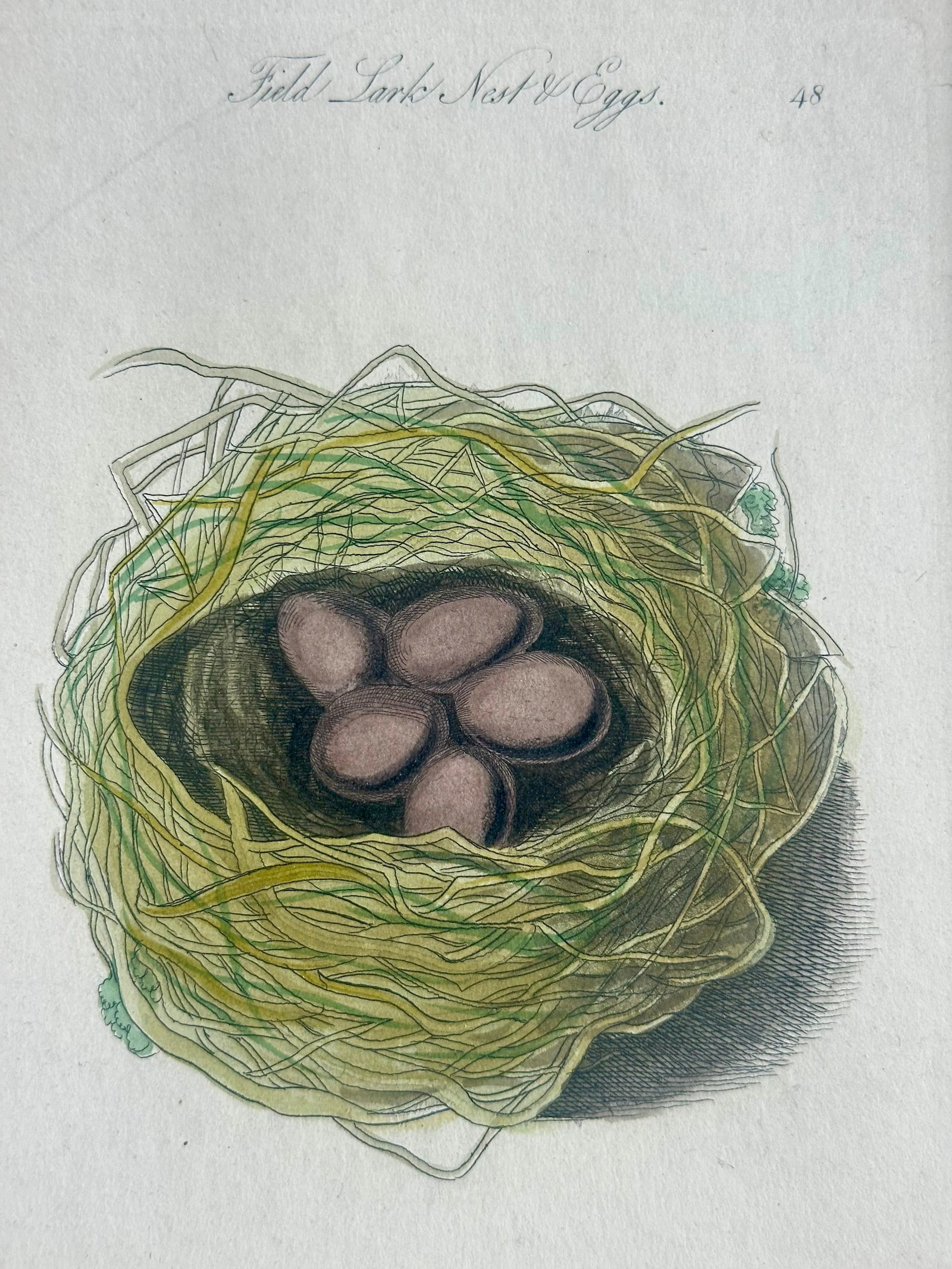 Lark Sparrow Nest & Egg, Original Engraving, C. 1880 - 4