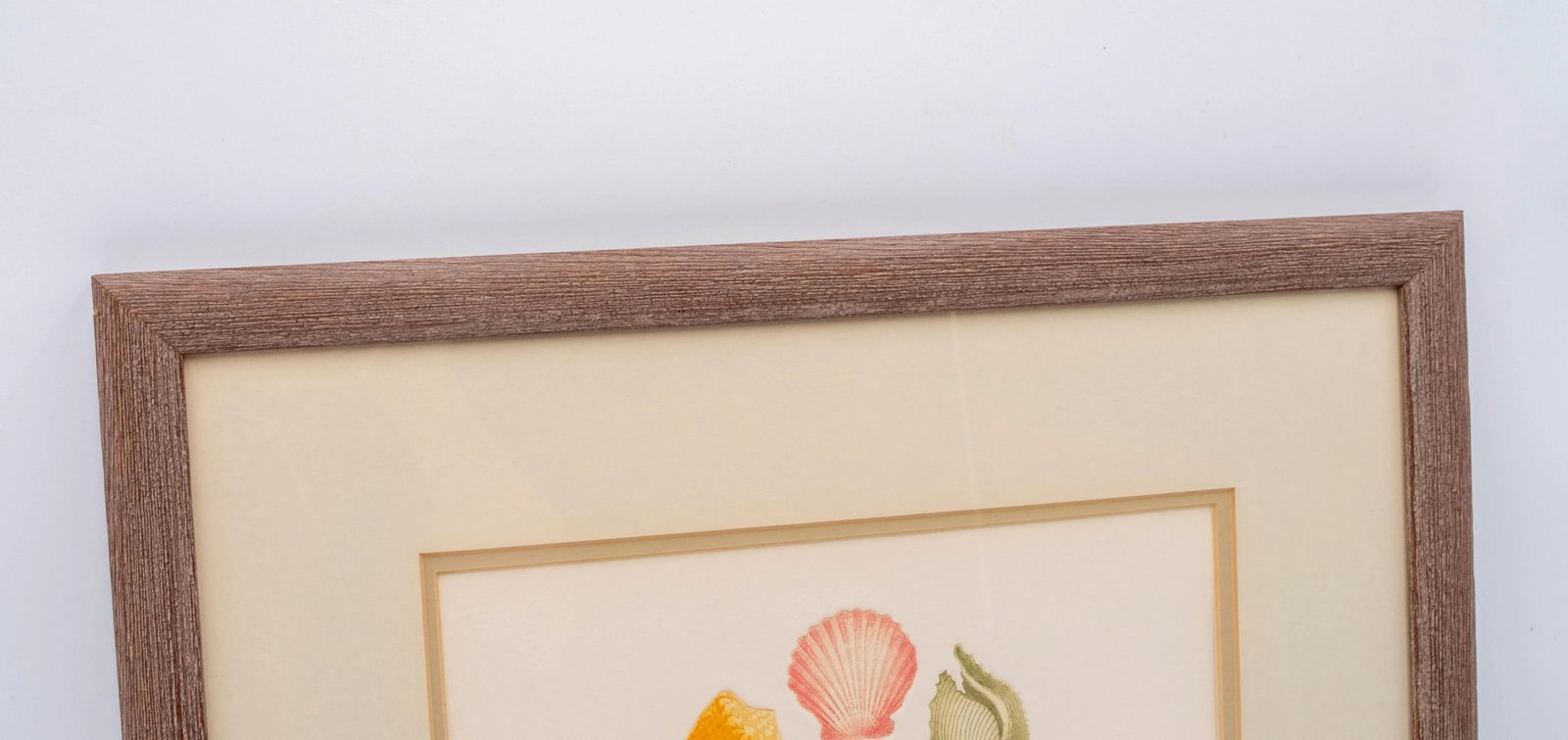 Pair of Framed Signed & Numbered Art Study Nautical Shells Fish Drawings Pamela Sinkler - 8