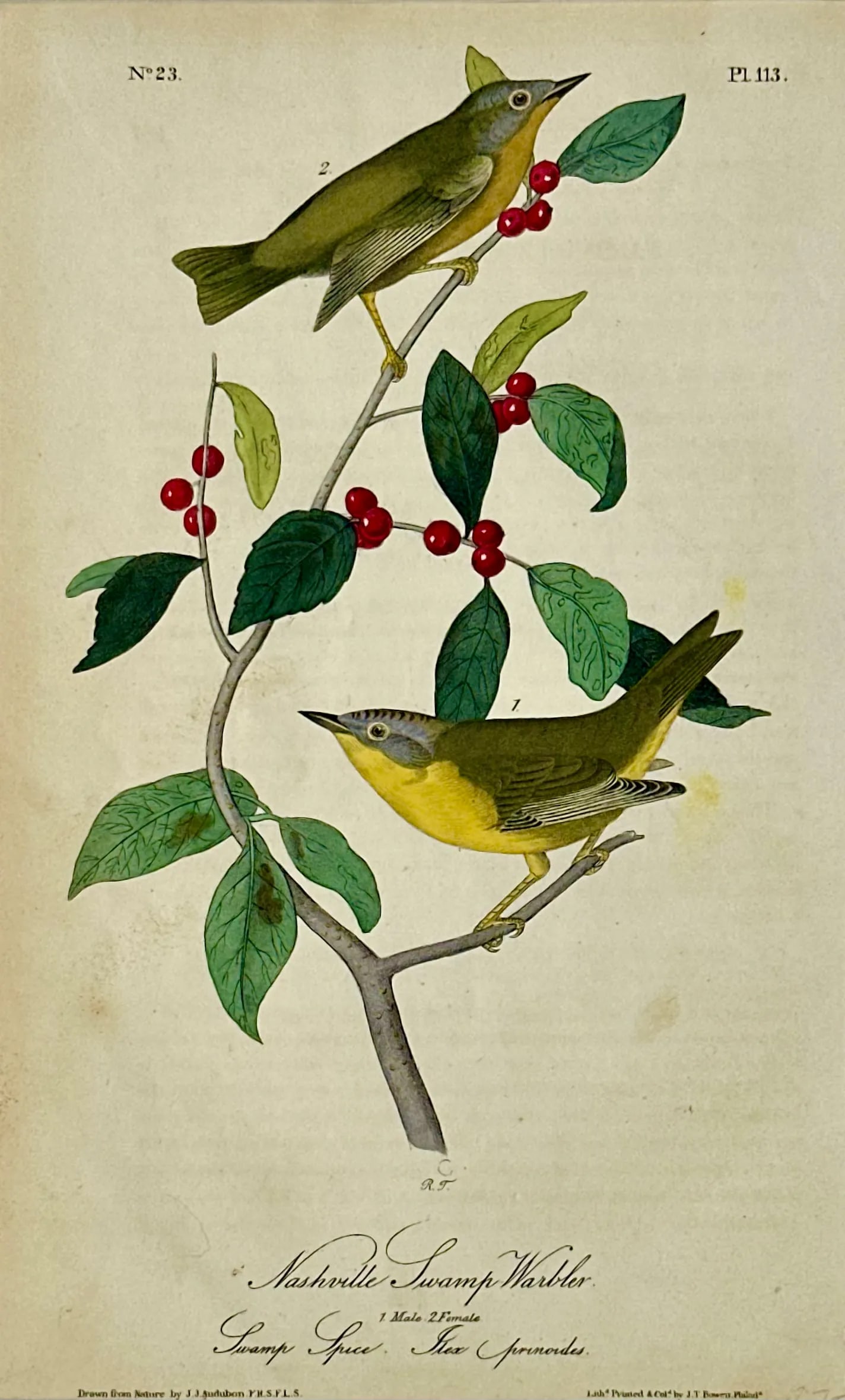 Nashville Swamp Warbler Bird by John James Audubon, 1842 - 2