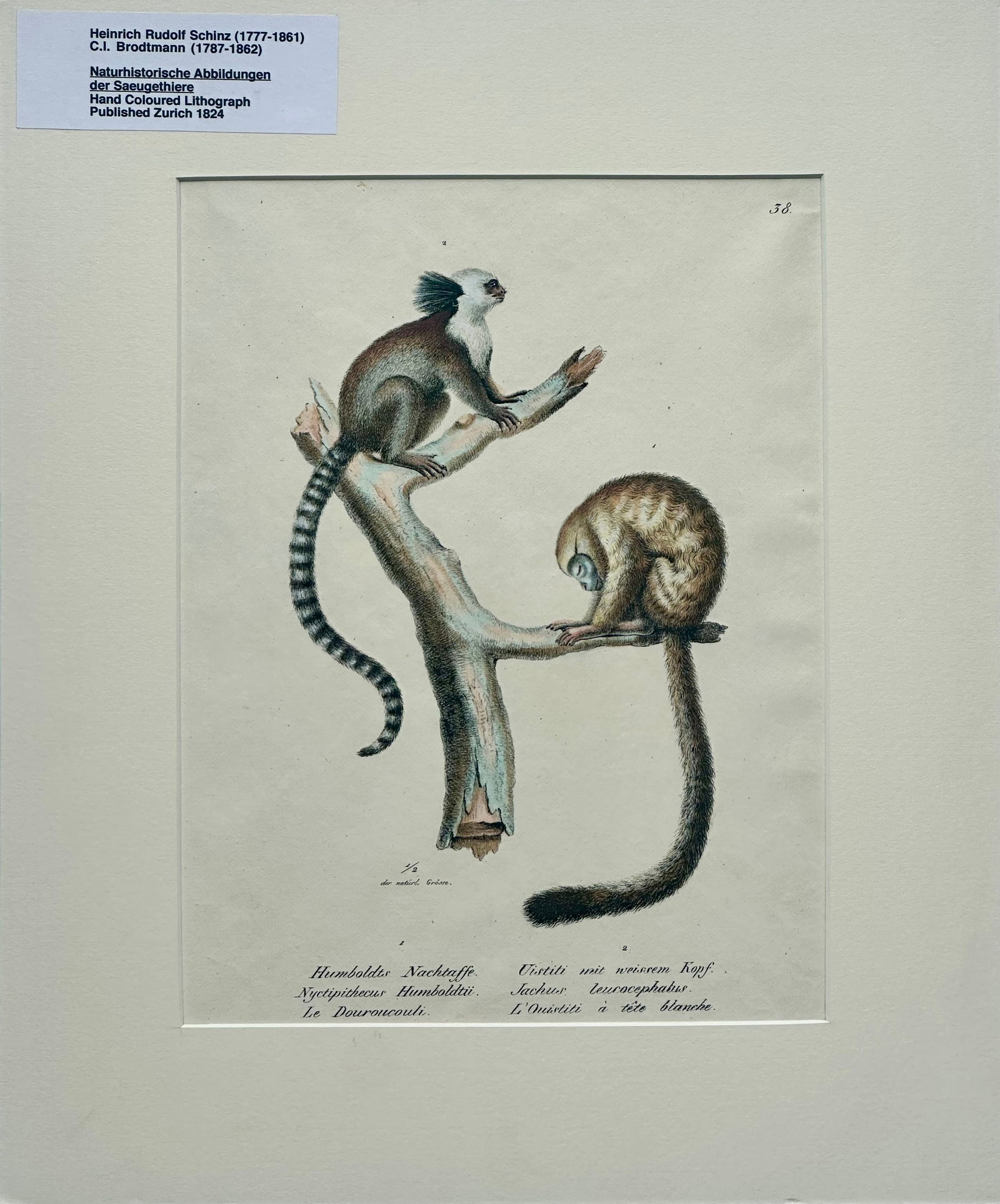 Marmoset Monkey Original Lithograph by Brodtmann, Circa 1824 - 2