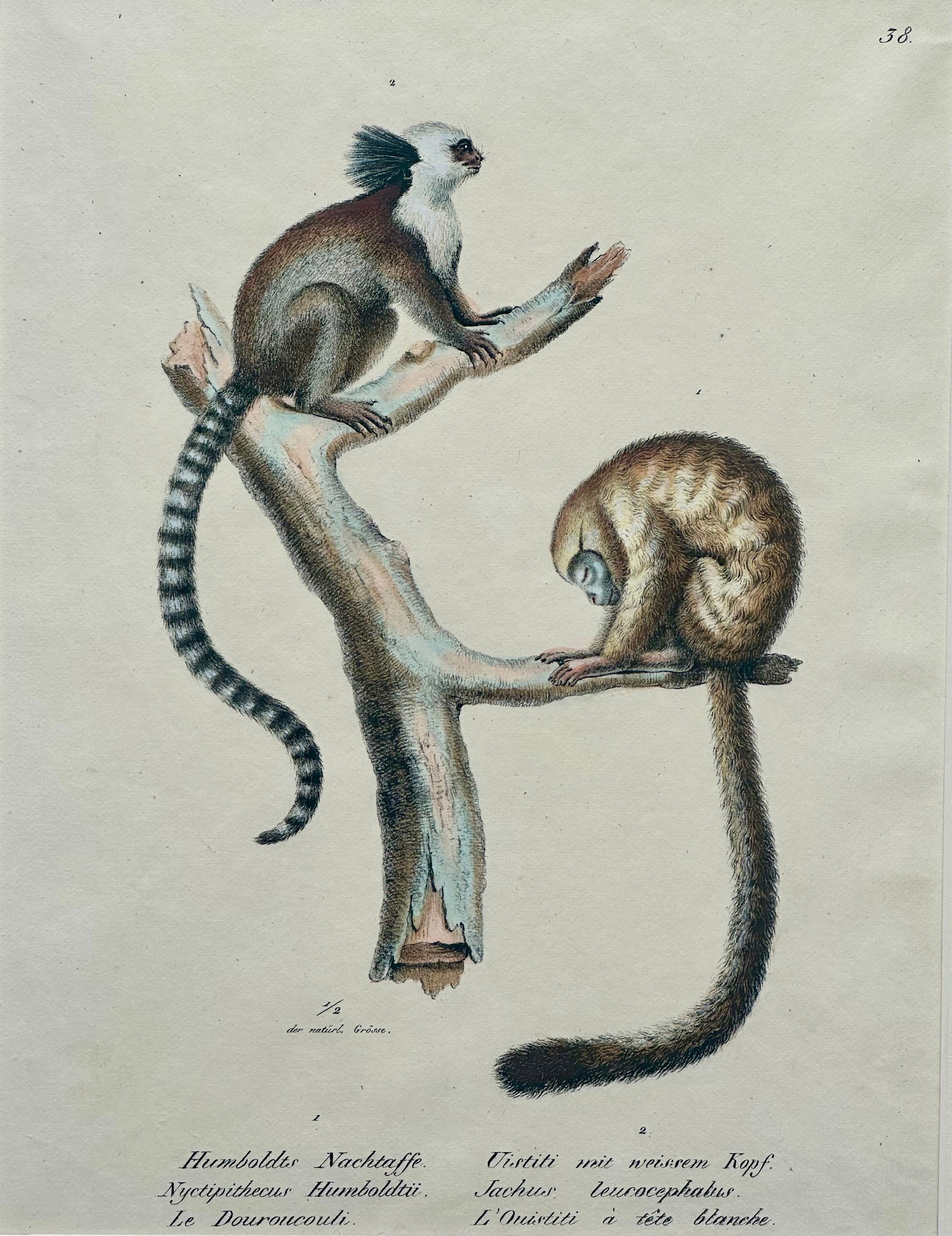 Marmoset Monkey Original Lithograph by Brodtmann, Circa 1824 - 3