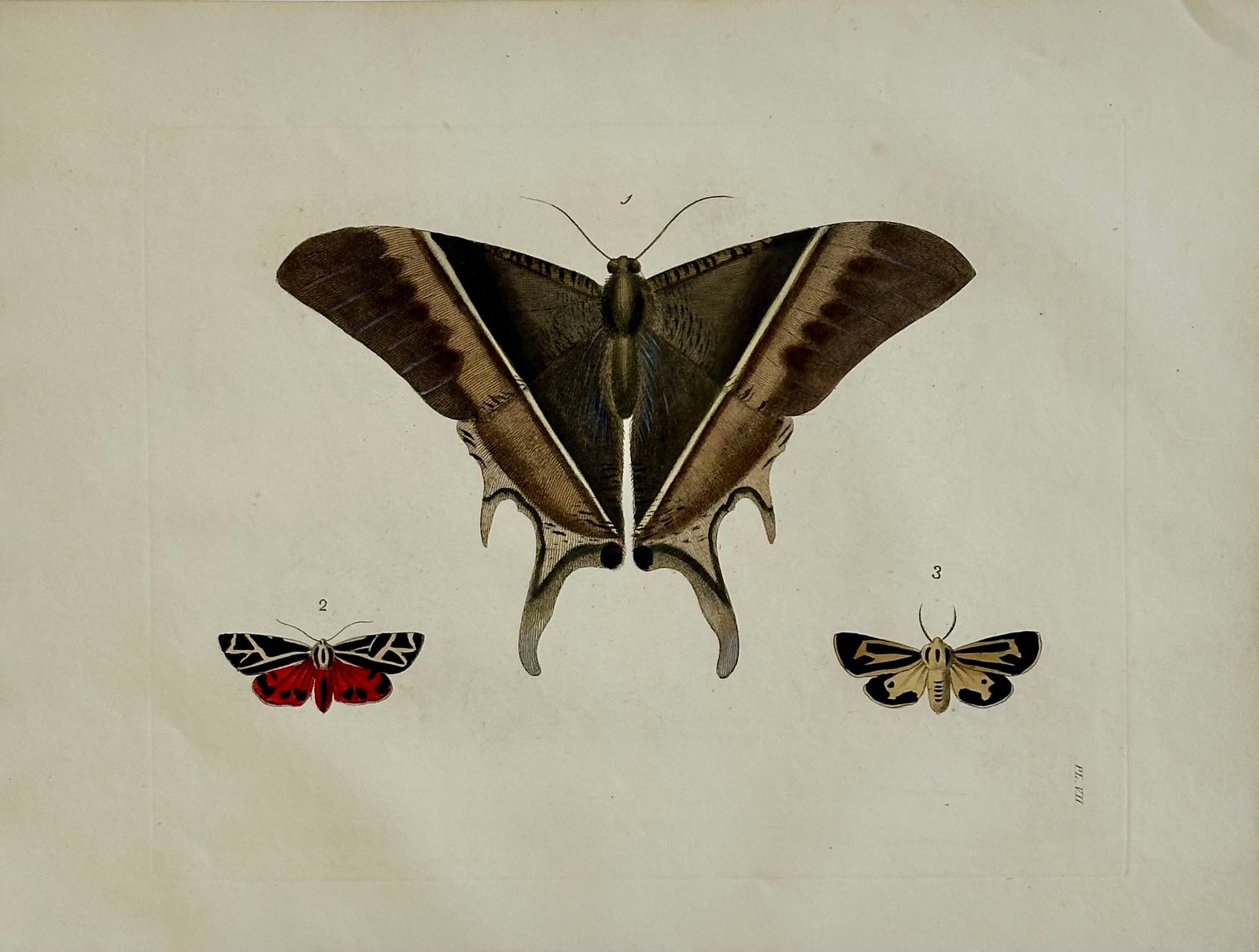 Hawk Moths Original Engraving by Dru Drury, 1837 - 3