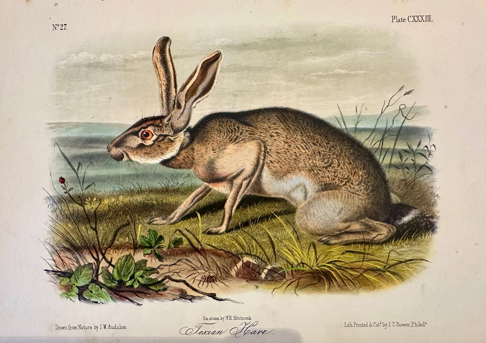 Texan Hare by John James Audubon, 1st Edition Octavo Print, 1842 - 4