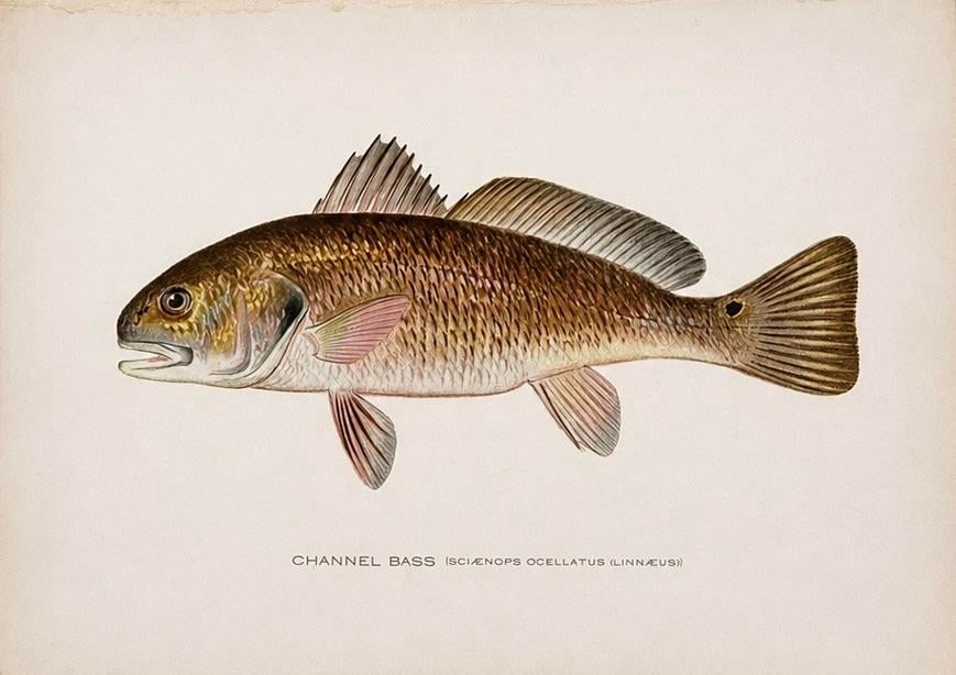 Blue Gill Sunfish & Chanel Bass by Denton, Circa 1903 (S/2) - 2