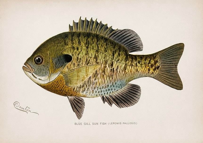 Blue Gill Sunfish & Chanel Bass by Denton, Circa 1903 (S/2) - 3
