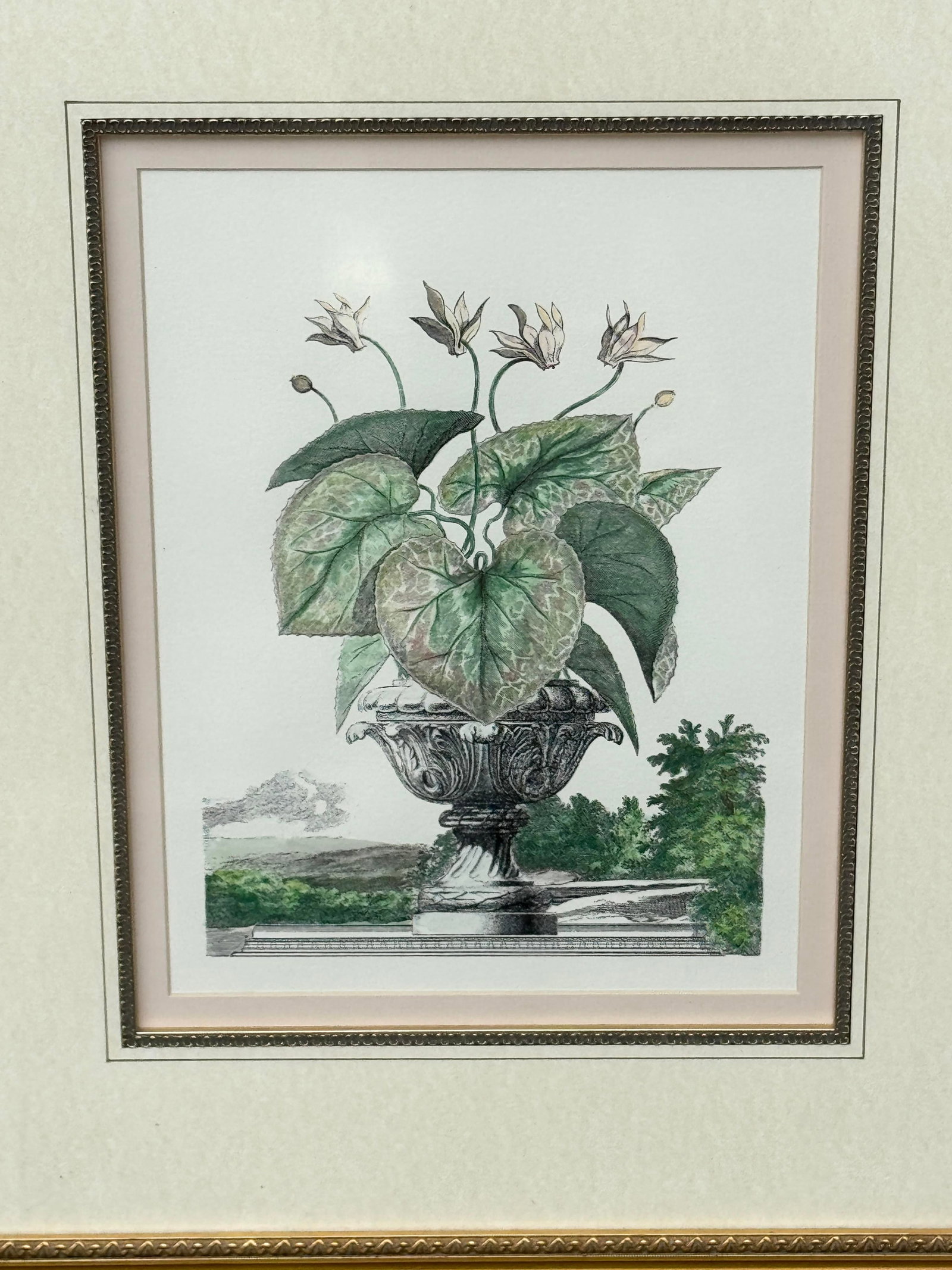 Vintage Framed Pink Cyclamen Flower Print - 2