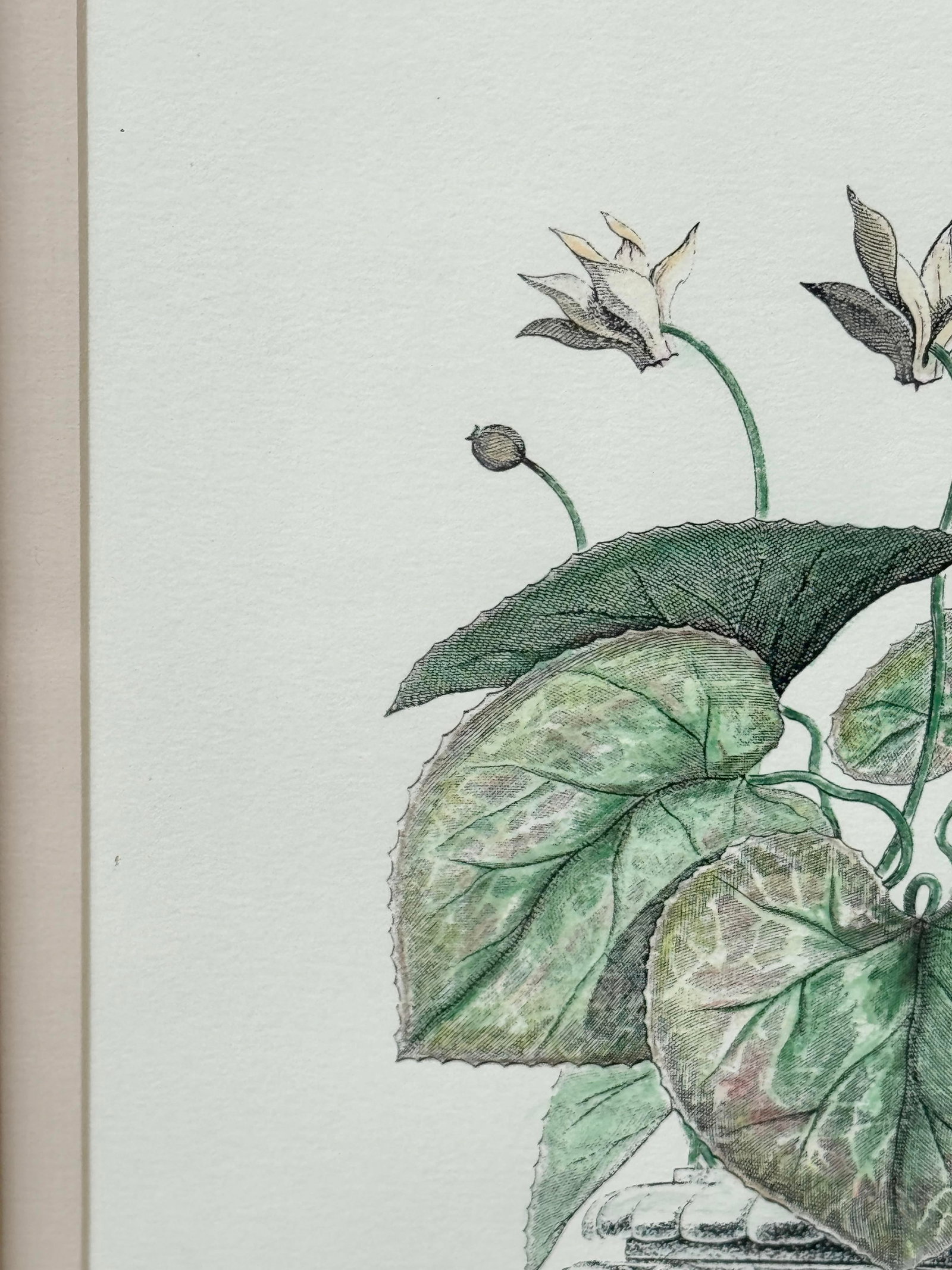 Vintage Framed Pink Cyclamen Flower Print - 6