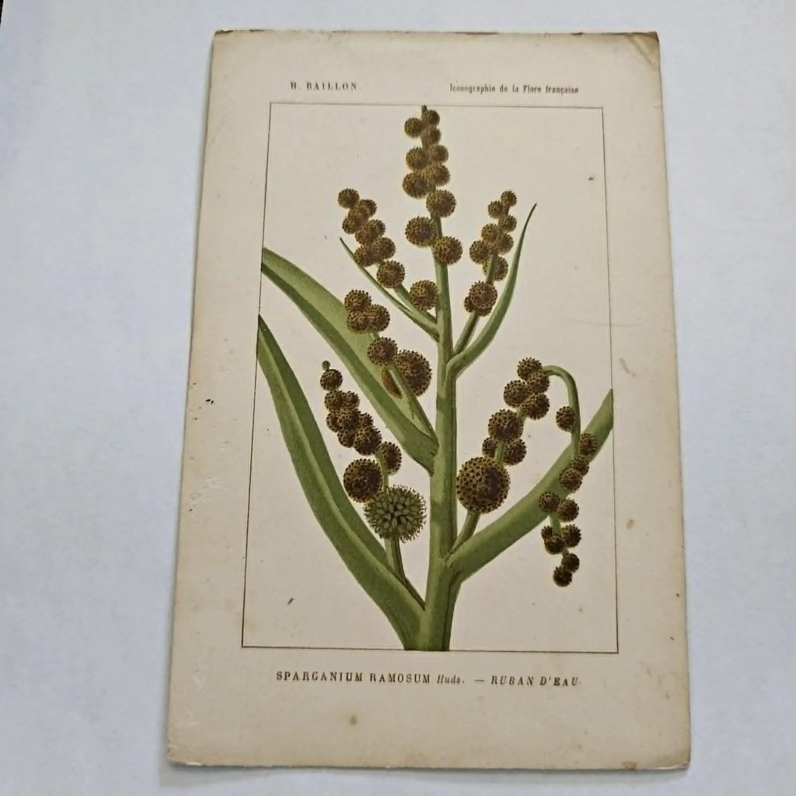 Antique French Botanical Lithograph - Sparganium by Henri Ernest Baillon - 2