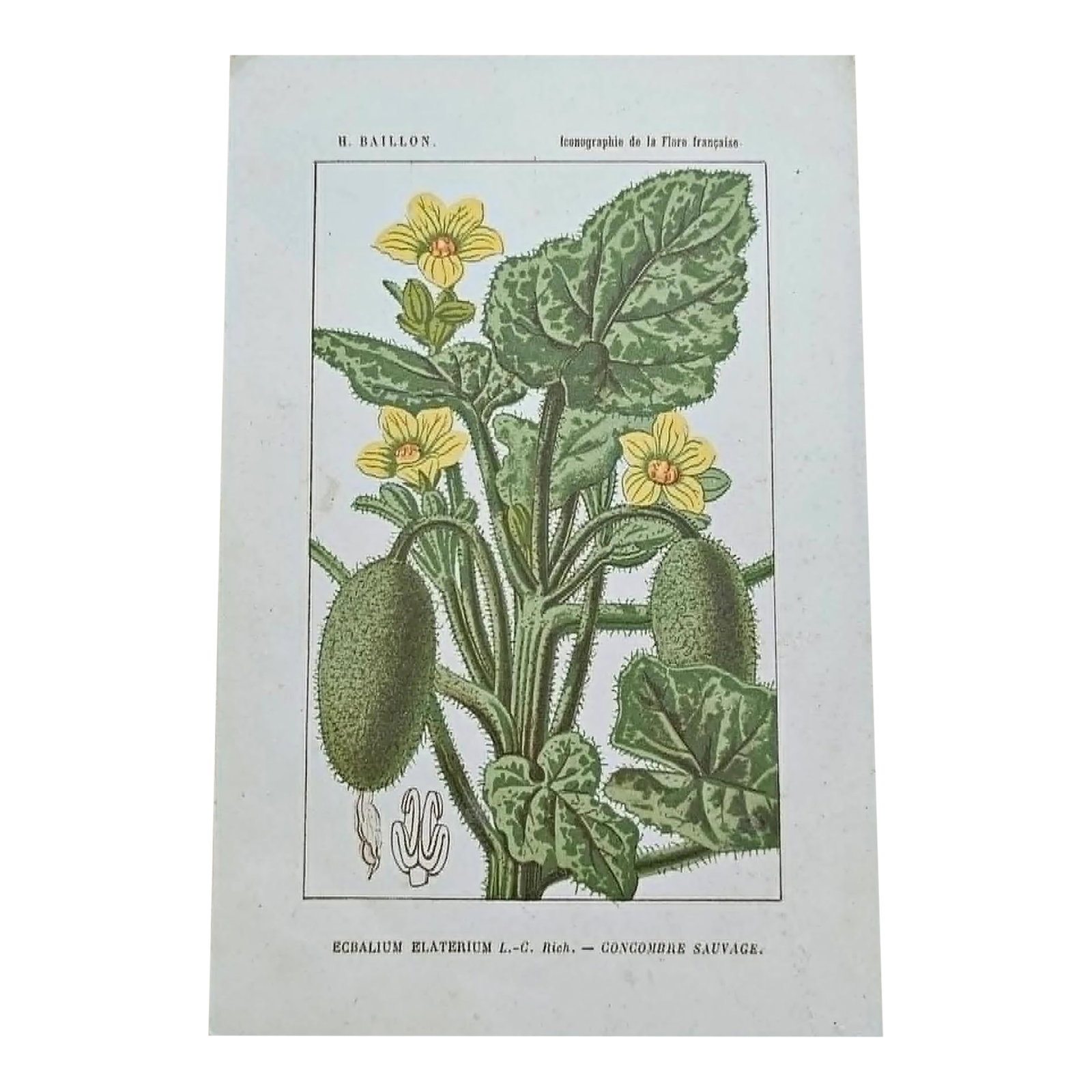 Antique French Botanical Lithograph - squirting cucumber: Original 19th-century French botanical lithograph by renowned botanist **Henri Ernest Baillon**, published in Paris between **1885-1894**. Rich in scientific detail and beautifully printed, these
