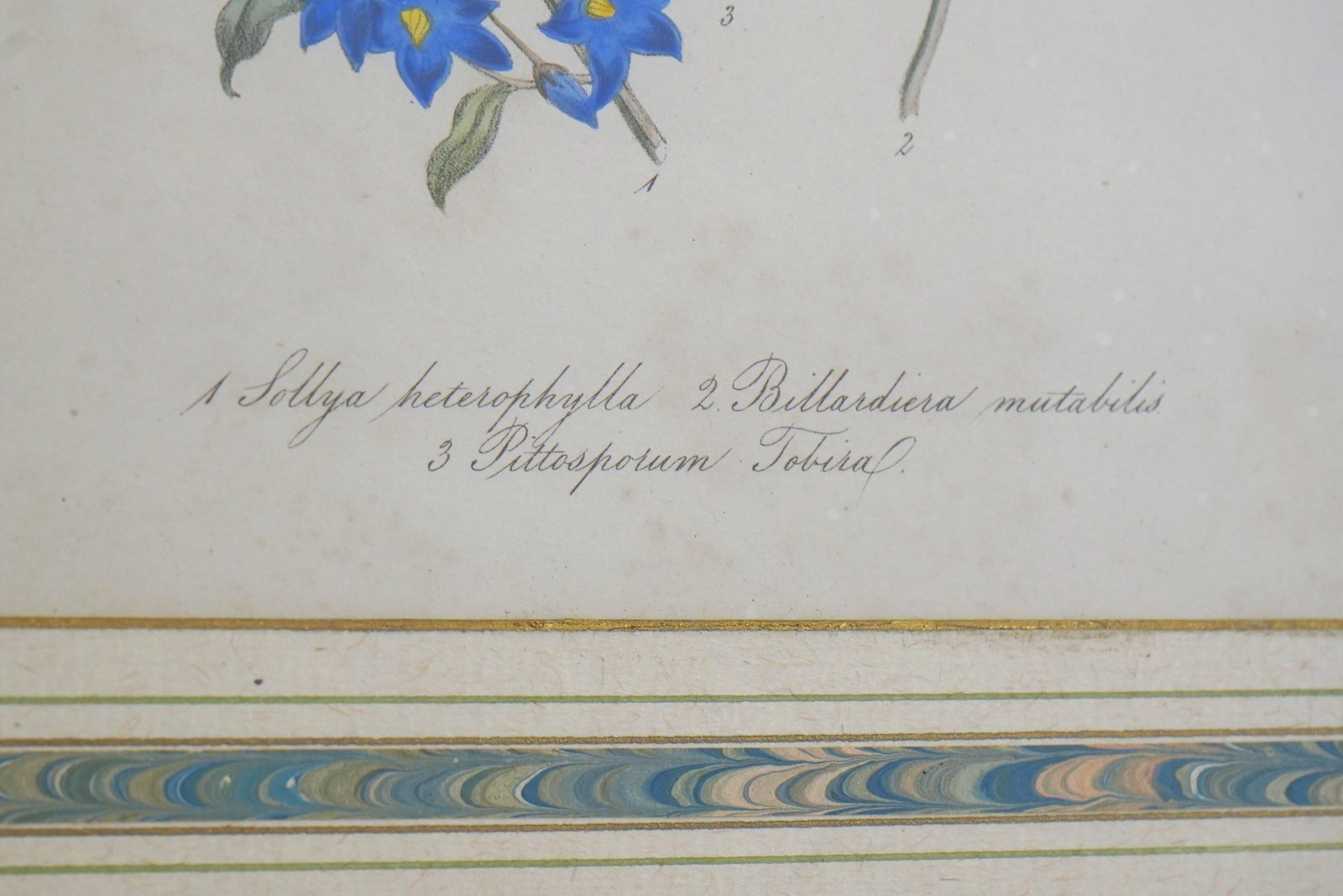 1900s Pair of Floral Engraving Prints Artwork - 7