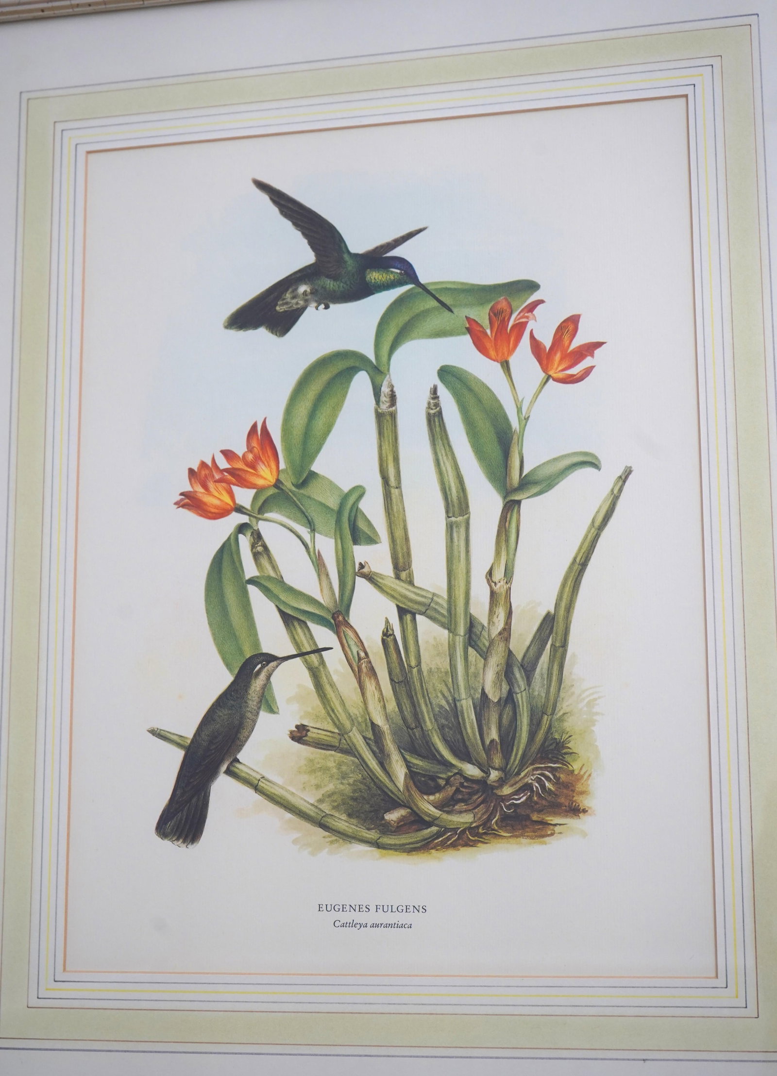 1980s Chelsea House Pair of Flower & Bird Engraving Prints - 2