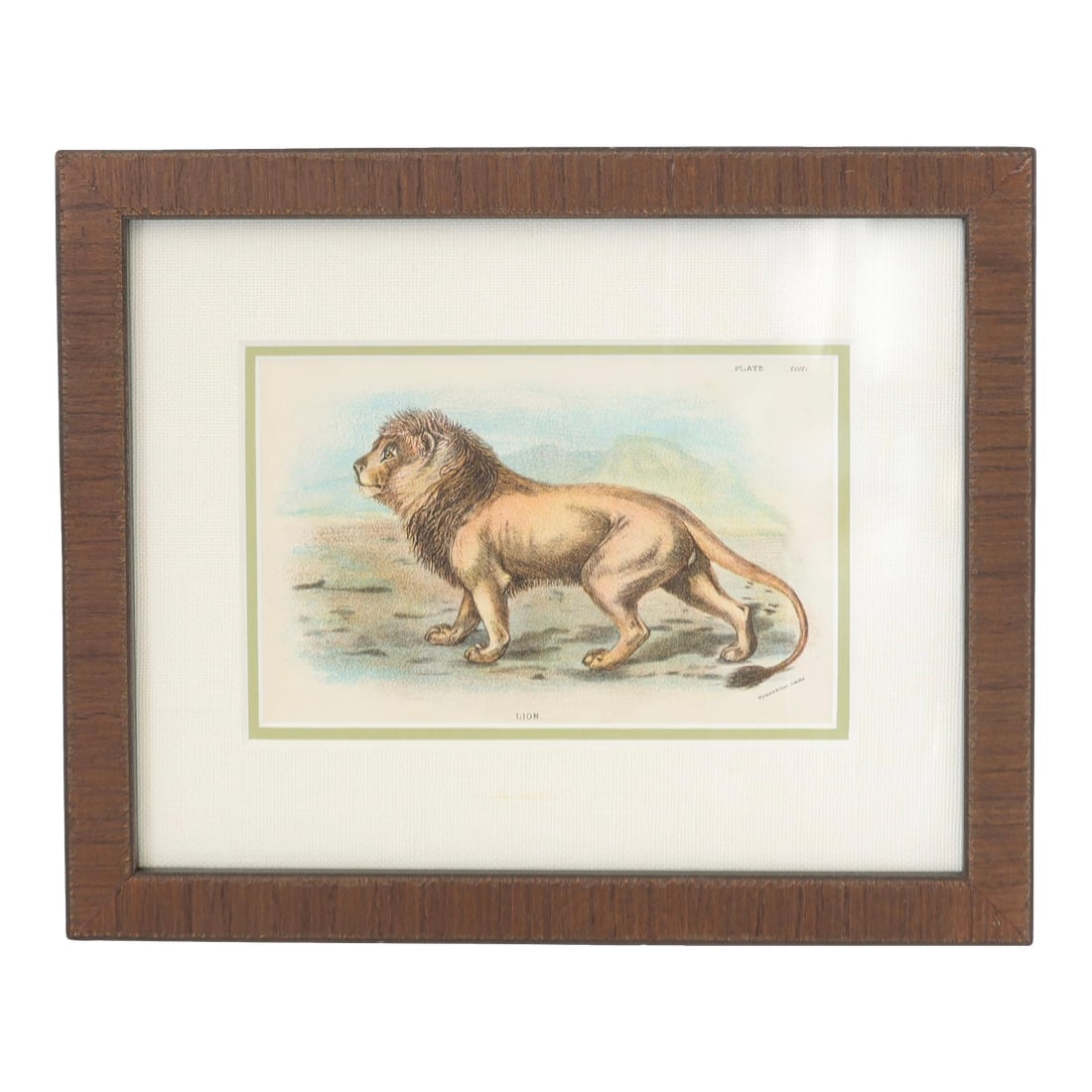 Natural History Chromolithograph of a Lion: Late 19th century English natural history chromolithograph depicting a lion in warm, richly detailed color. Newly framed beneath glass with a handsome wood frame and linen-style matting, the piece