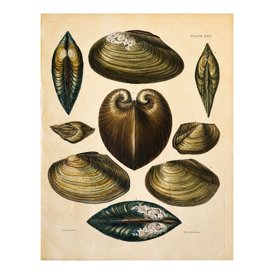 Mussel, Clam, and Oyster Shells | Original Hand-Colored Shell Engraving - Captain Thomas Brown, Plat: An original antique hand-colored copper engraving from Captain Thomas Brown's Illustrations of the Land and Fresh Water Conchology of Great Britain and Ireland, one of the classic natural history