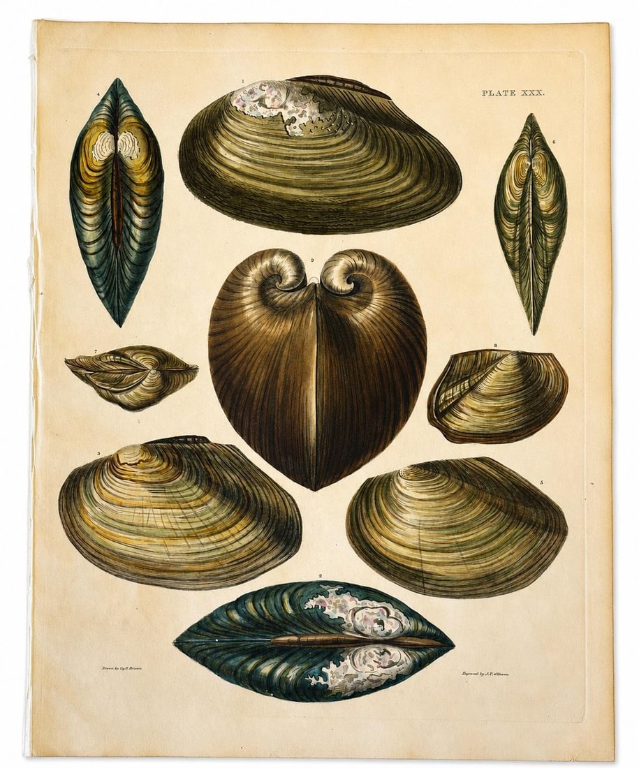 Mussel, Clam, and Oyster Shells | Original Hand-Colored Shell Engraving - Captain Thomas Brown, Plat - 2