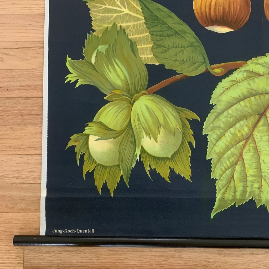 Mid 20th Century Vintage Botanical Study Poster - 5