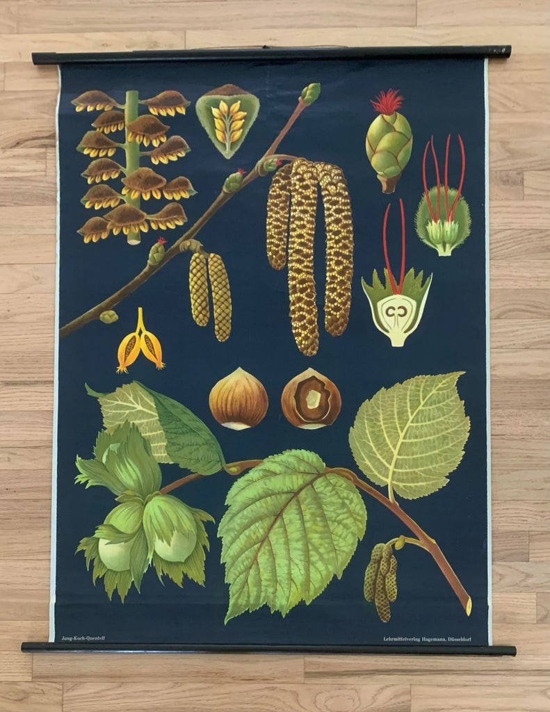 Mid 20th Century Vintage Botanical Study Poster - 6