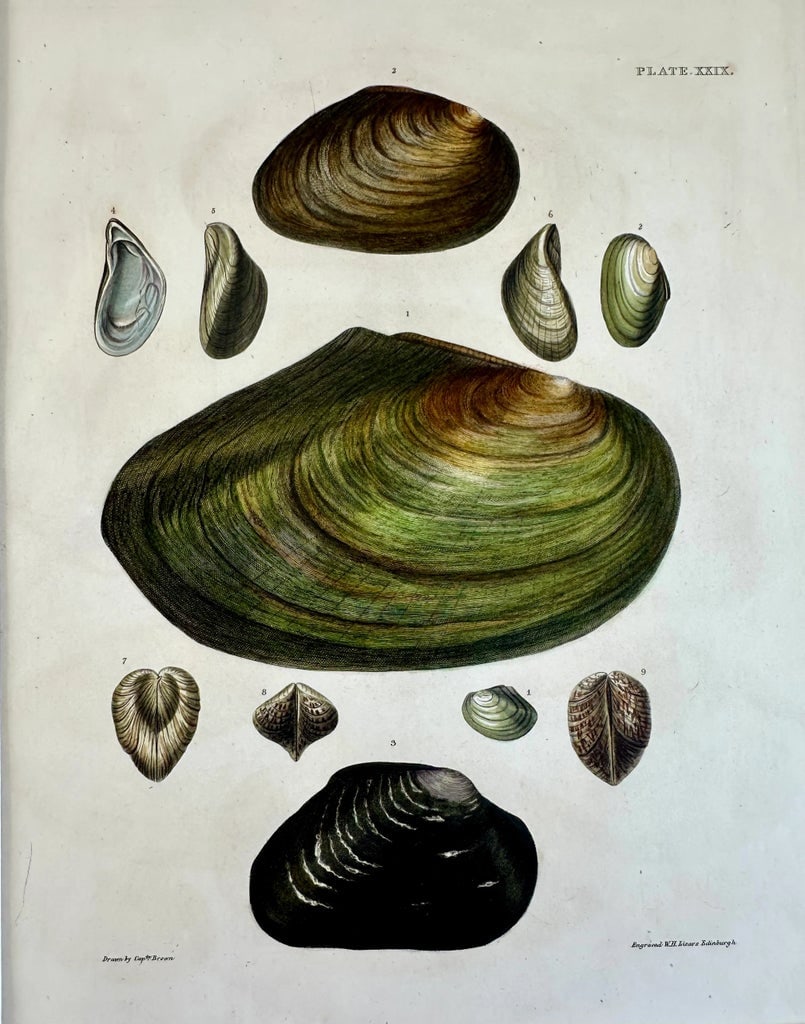 Sea Mussel Shells, 19th Century Print (Unframed) - 3