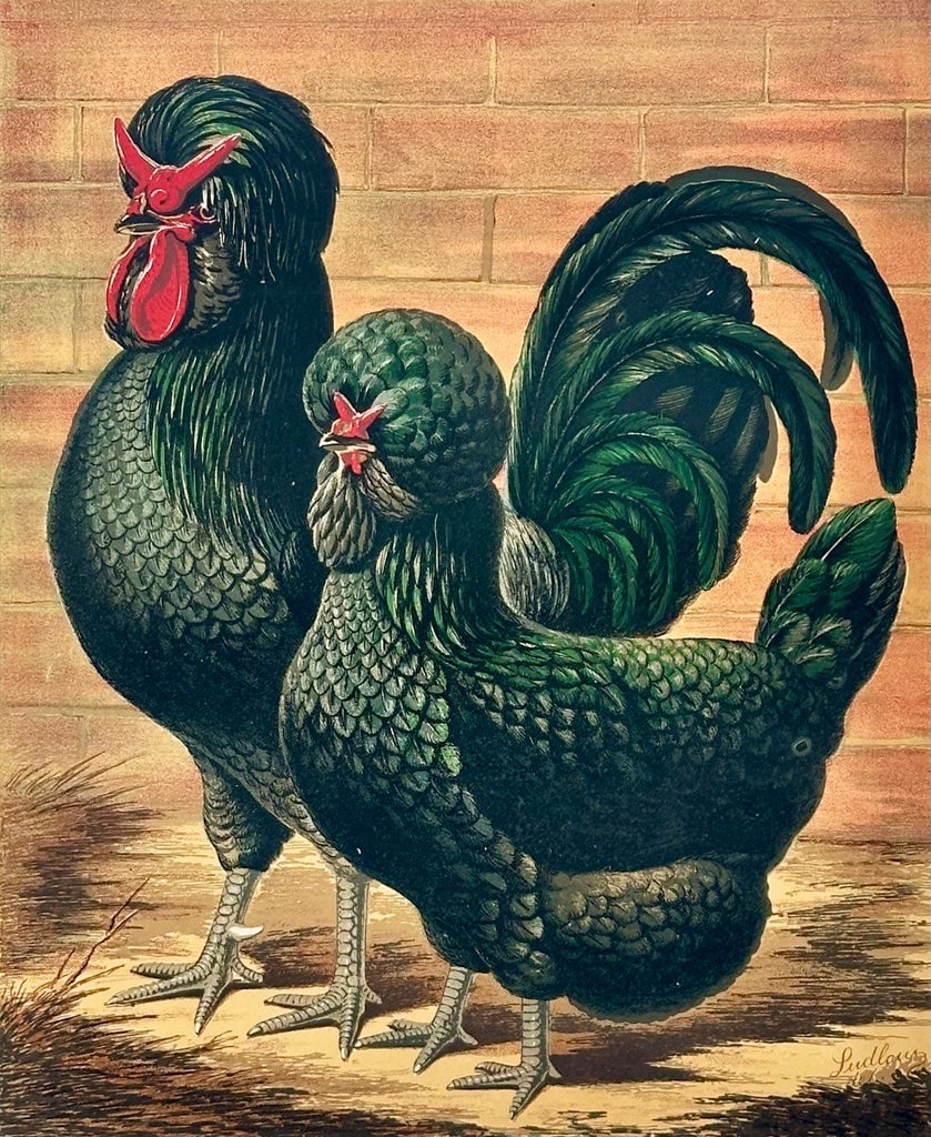 Black Crested Chickens, Original Chromolithograph by Ludlow - 2