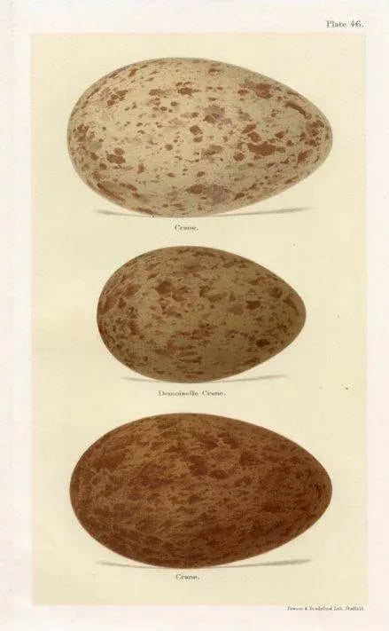 1890s, Crane Bird Egg Print, Original Antique Bird Egg Print, Lithograph, England - 2