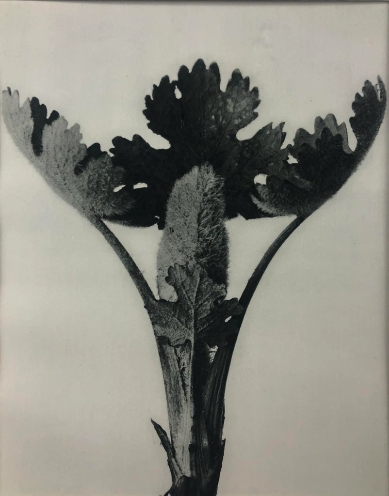 Framed Antique Photogravure Blossfeldt Botanical Print - No. 51 - 2