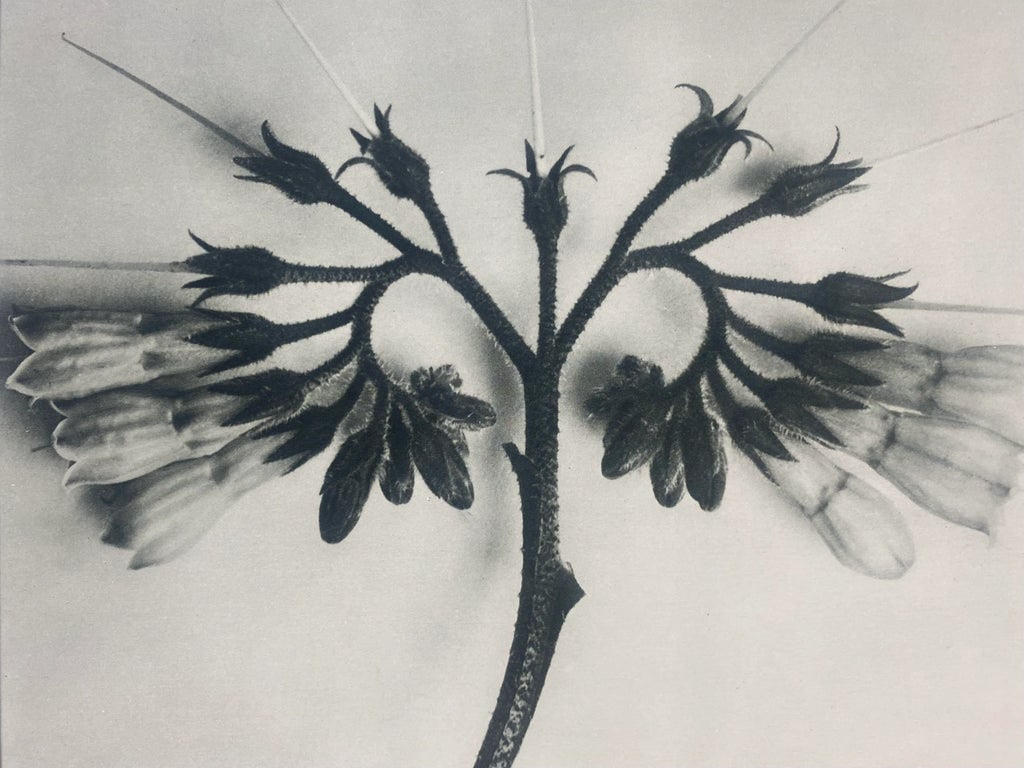 Framed Antique Botanical Blossfeldt Print - No. 88 - 2