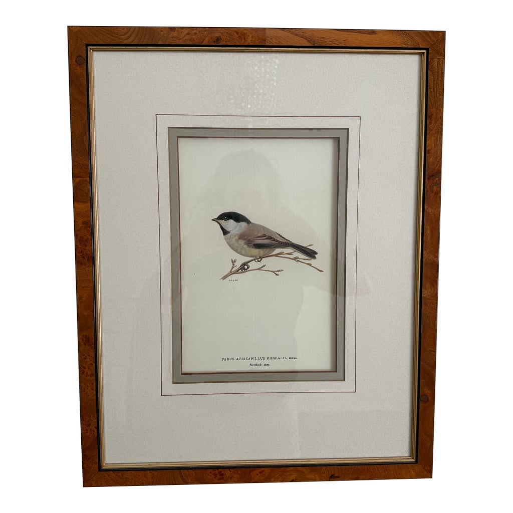 Ethan Allen Antique Bird Print: Atricapillus: Antique bird print framed by Ethan Allen. Artist: Magnus von Wright (1927); double matted in linen and sage green colors with a burl wood style frame. One of four prints in this Ethan Allen