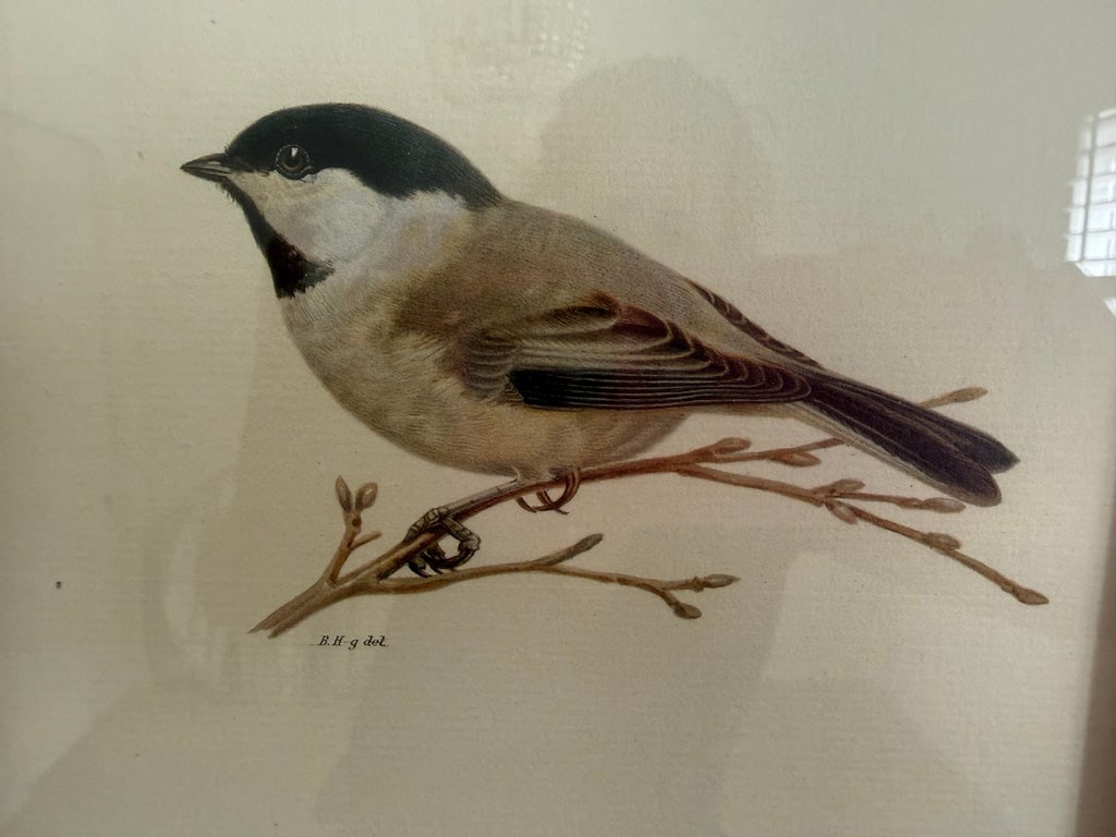 Ethan Allen Antique Bird Print: Atricapillus - 2
