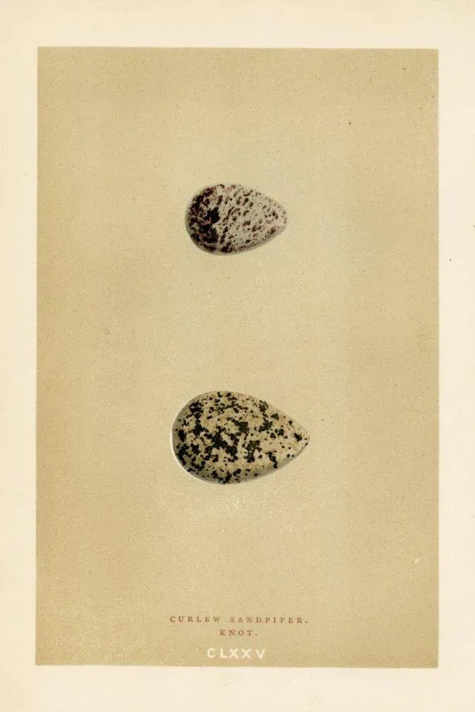 1890s, Sandpiper and Knot Bird Egg Print, Original Antique Egg Print, Engraving, England - 2