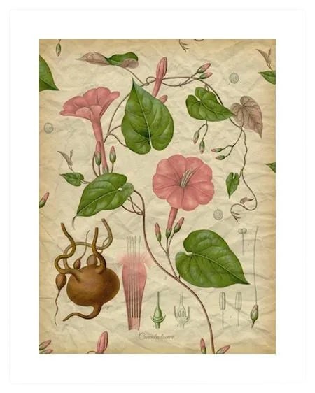 Archival 'Pink Morning Glory' Antique Print: Featured is a beautiful museum-quality print of an original bookplate from the late-1800s that has been digitally altered. It is printed on archival French rag paper with permanent pigments which