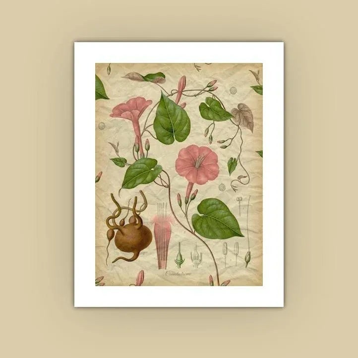 Archival 'Pink Morning Glory' Antique Print - 3