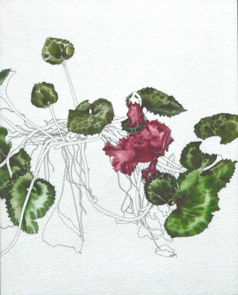 Cyclamen - Botanical Study by Deborah Eddy - 2