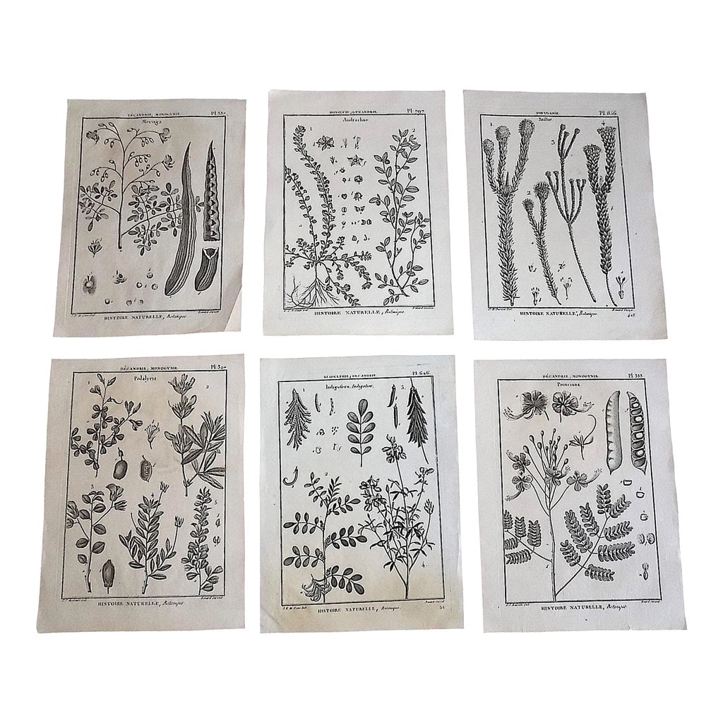 Antique 18th Century Black & White Botanical Copperplate Engravings - Set of 6: This set of six (6) authentic 18th century copperplate engravings depict six different types of botanicals. These folio size engravings are printed on handmade "laid" paper on one side only. They