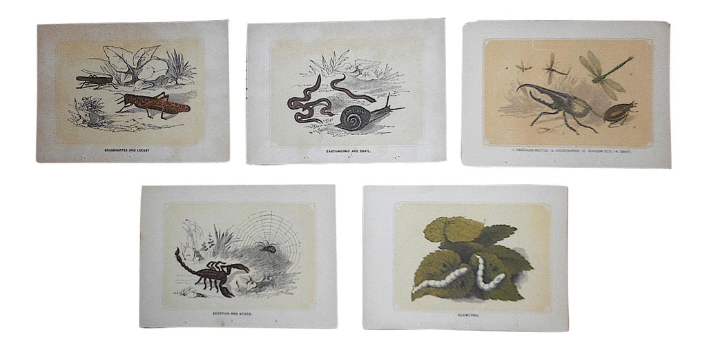 Antique 19th Century Lithographs - Insects - Set of 5: This set of five (5) chromolithographs (each color laid in w/ a separate lithographic stone) depict several varieties of insects. Dimensions: 7" x 5" We combine shipping whenever feasible. Condition: