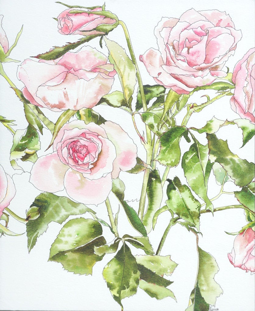 Light Pink Roses - Botanical Study by Deborah Eddy - 2