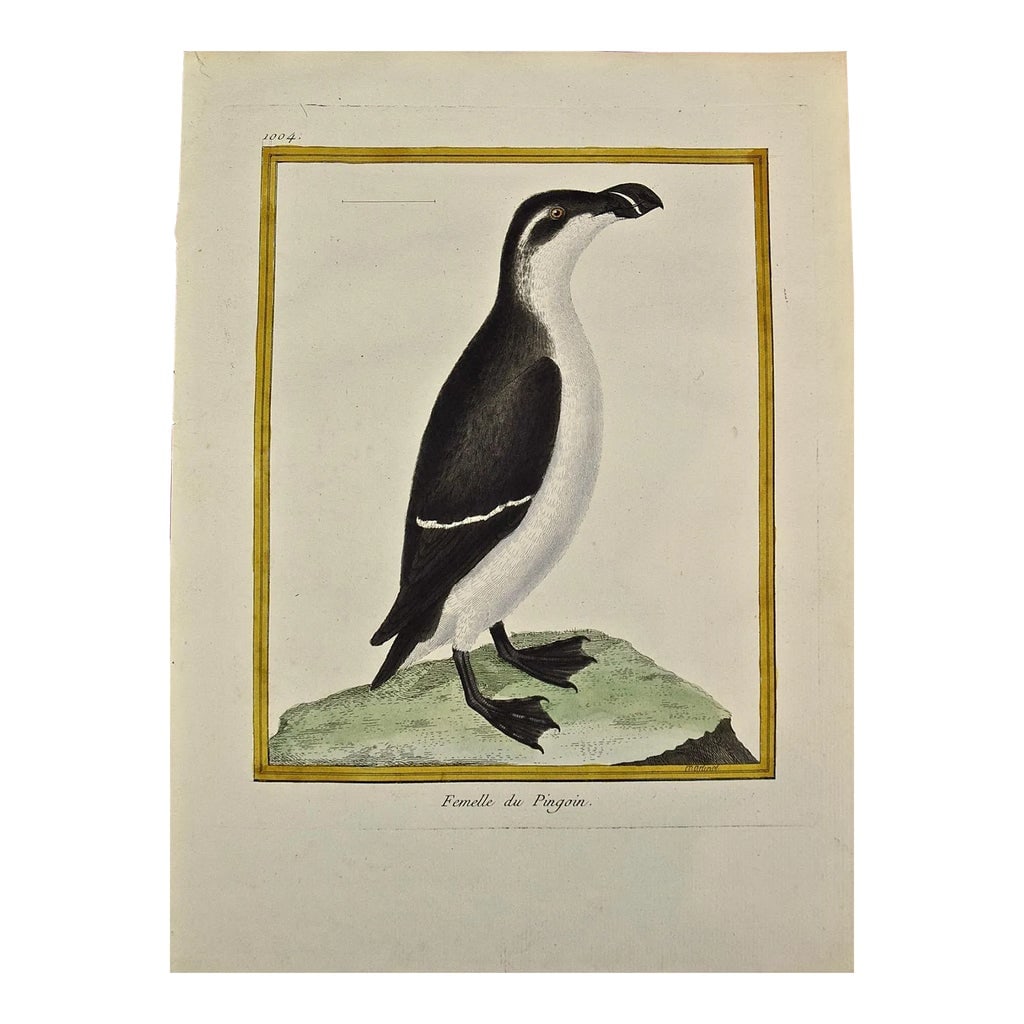 A Female Penguin: An 18th Century Hand-Colored Engraving by Martinet, 1765 (1 of 4)
