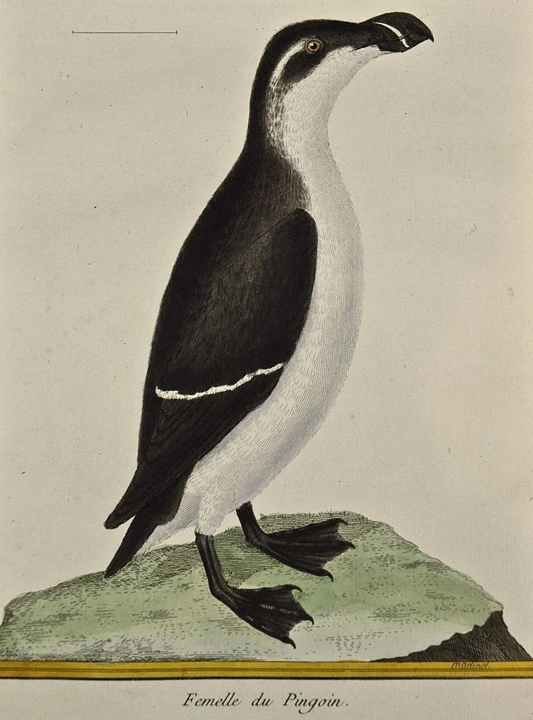 A Female Penguin: An 18th Century Hand-Colored Engraving by Martinet, 1765 - 2